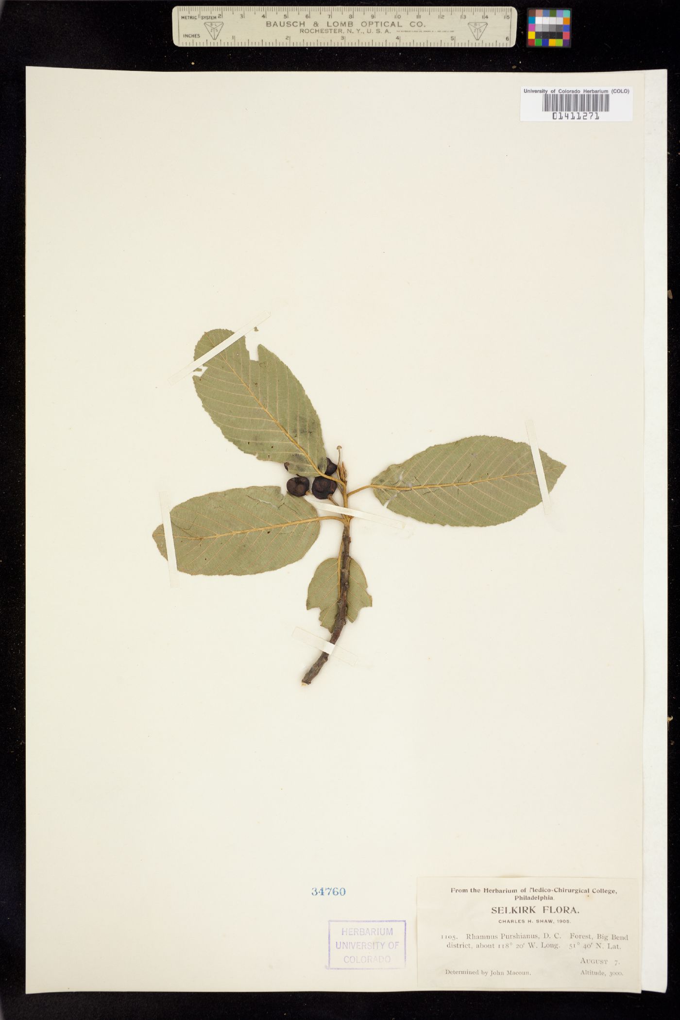 Rhamnus purshiana image