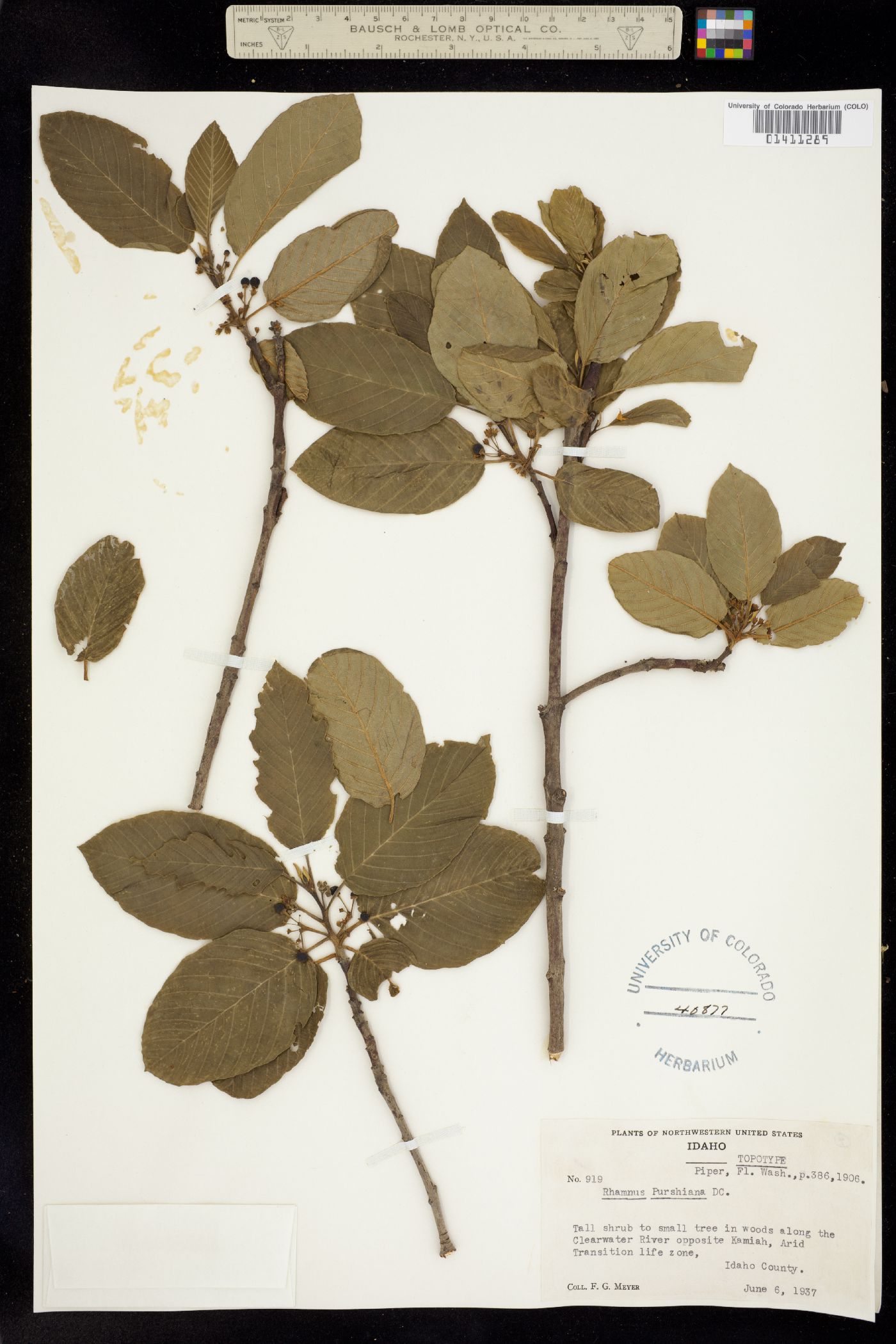 Rhamnus purshiana image