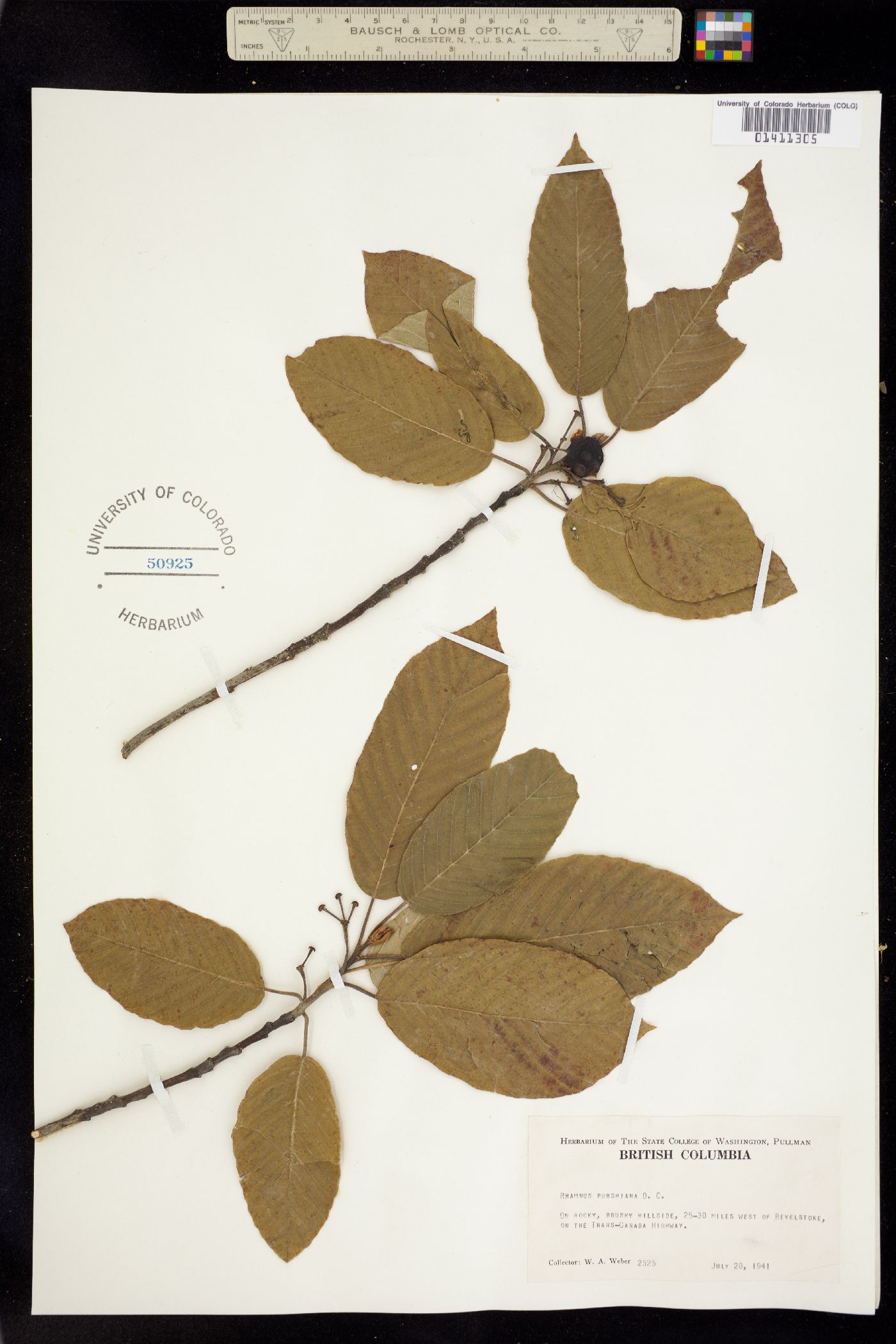 Rhamnus purshiana image