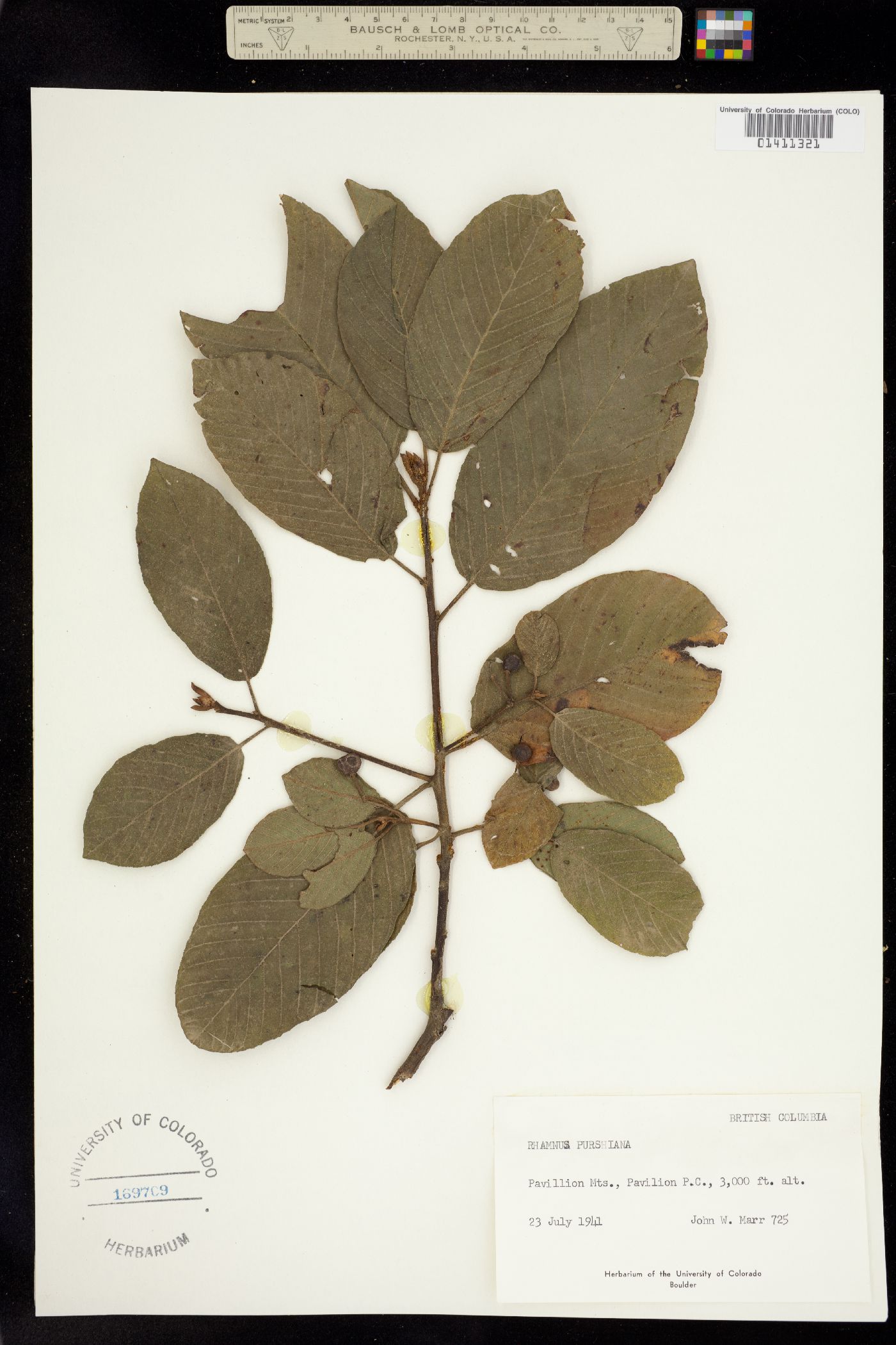 Rhamnus purshiana image