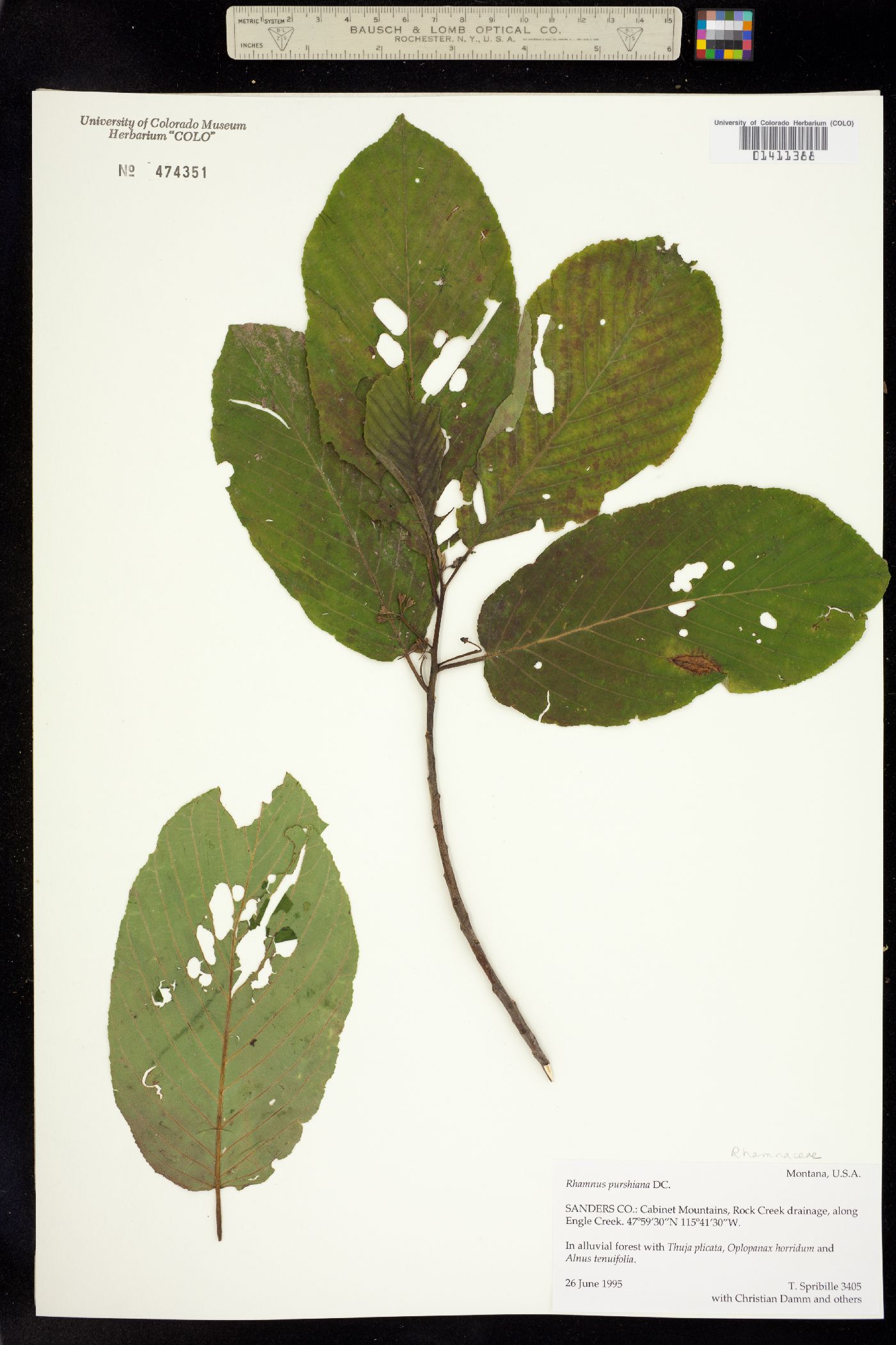 Rhamnus purshiana image