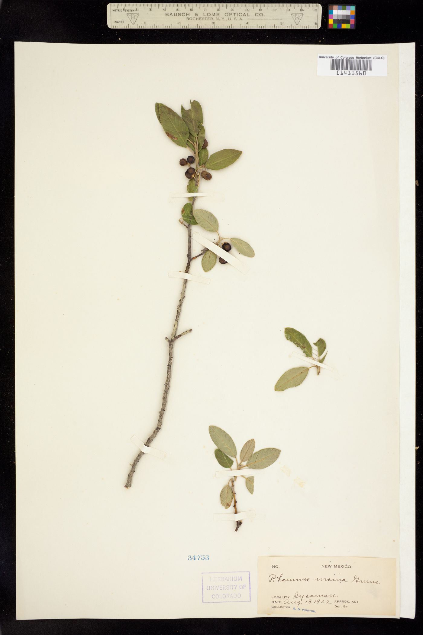 Rhamnus ursina image