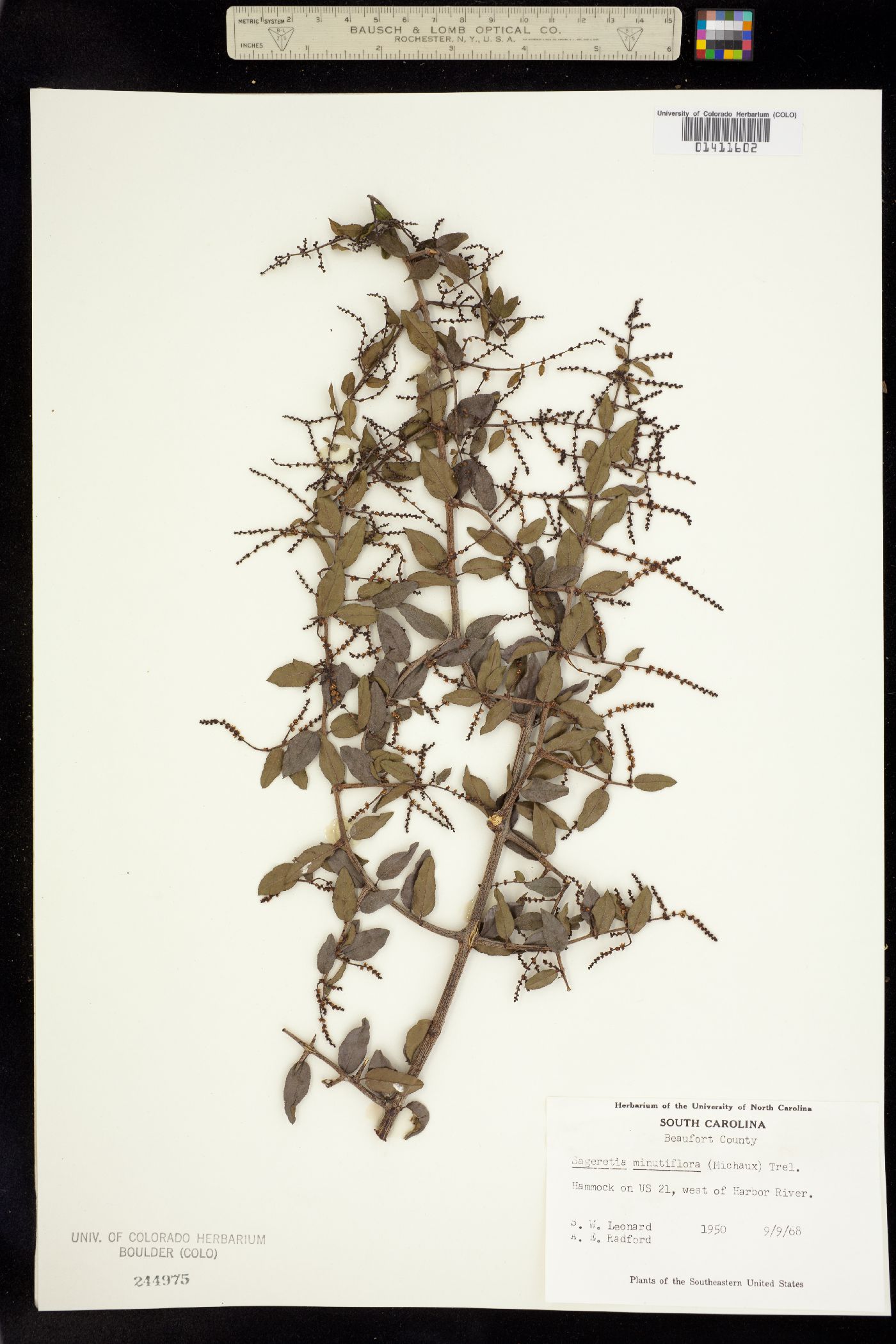 Sageretia minutiflora image