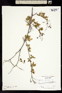 Image of Rhamnus minutiflora