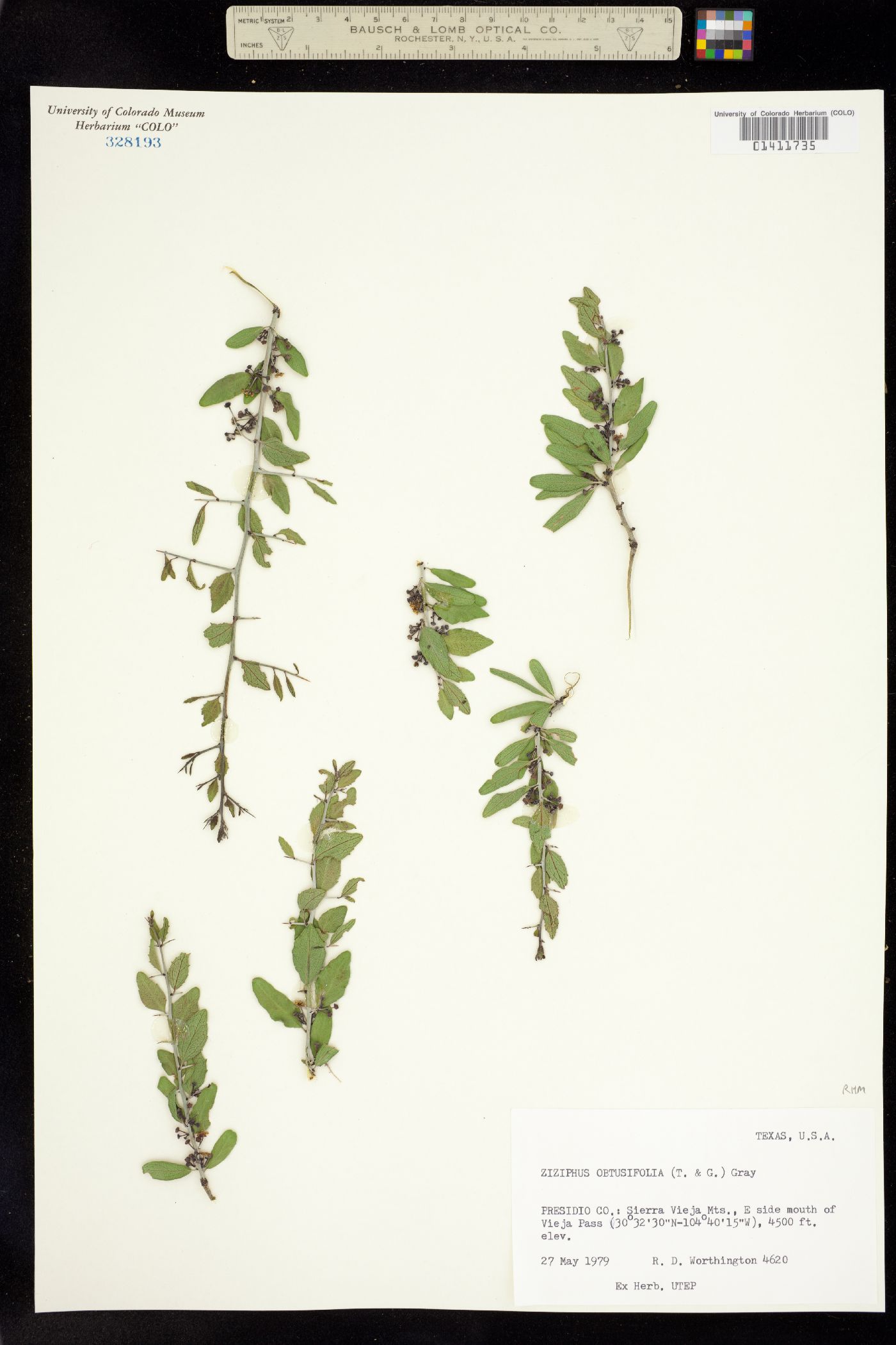 Ziziphus obtusifolia image