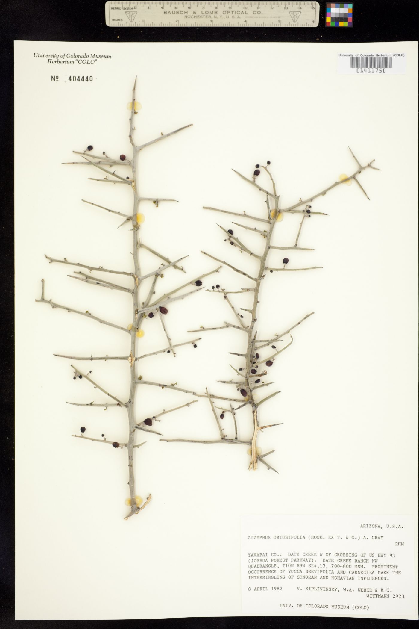 Ziziphus obtusifolia image