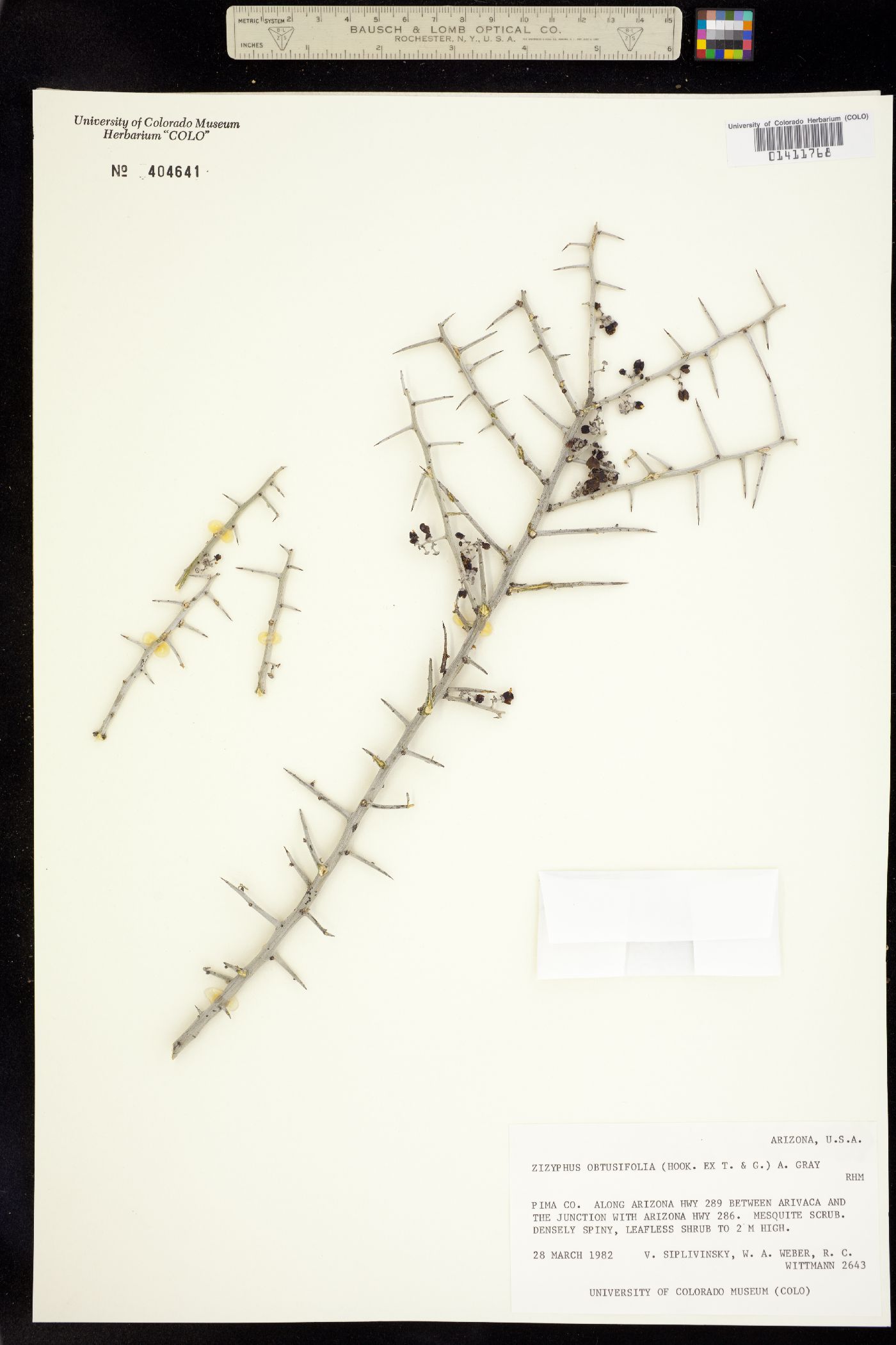 Ziziphus obtusifolia image