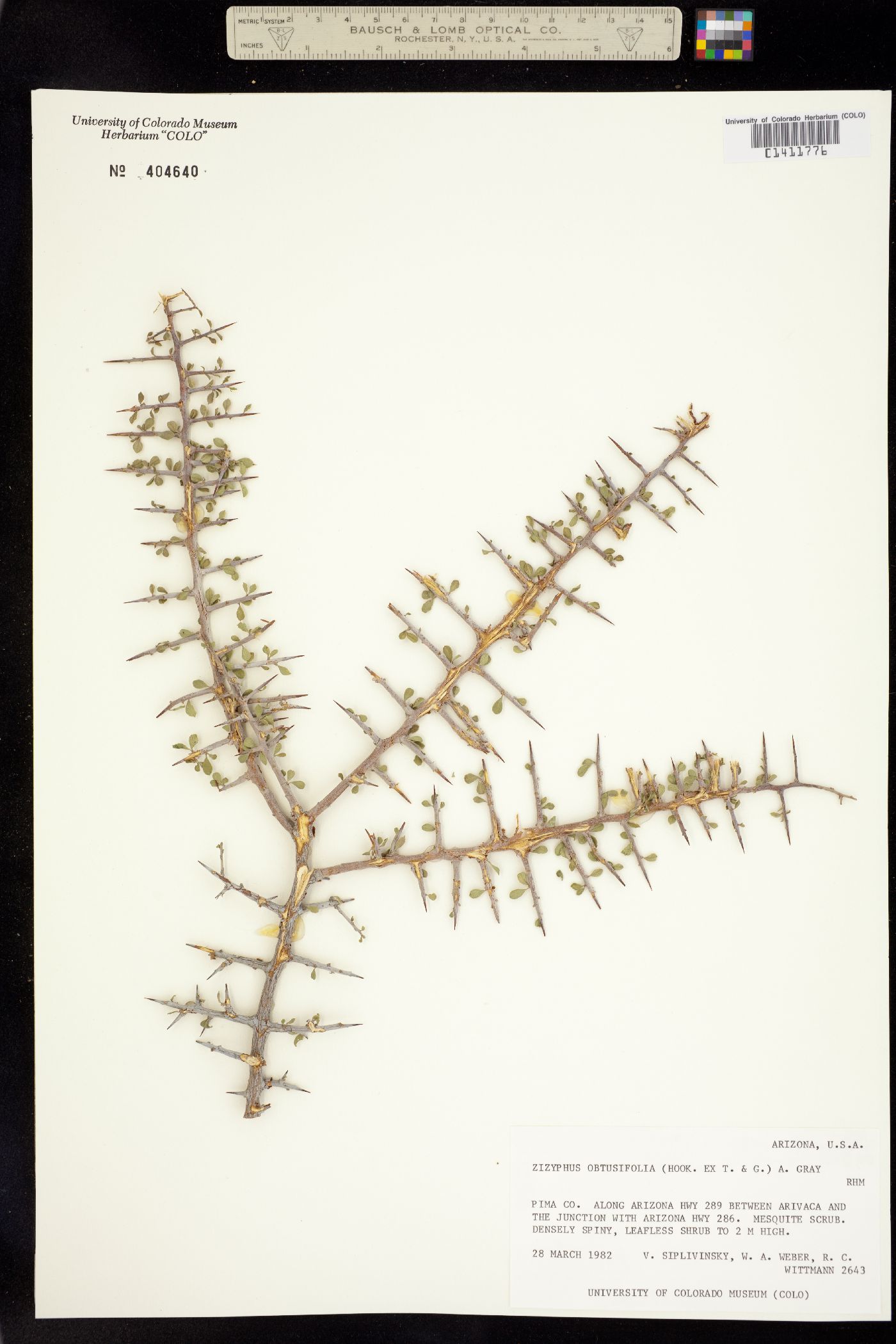 Ziziphus obtusifolia image