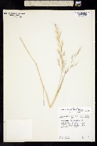 x Stiporyzopsis bloomeri image