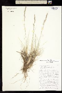 x Stiporyzopsis bloomeri image