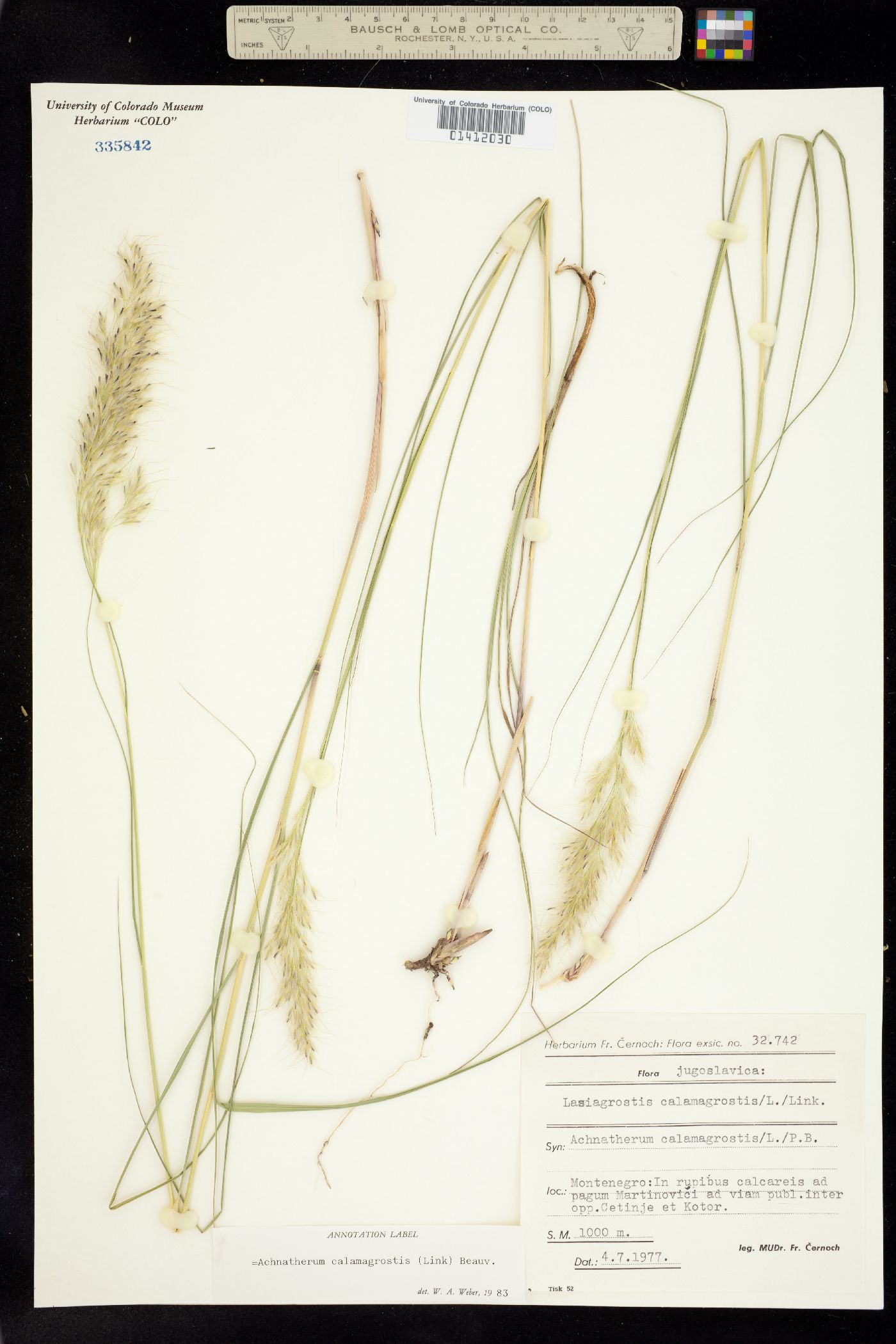 Achnatherum calamagrostis image