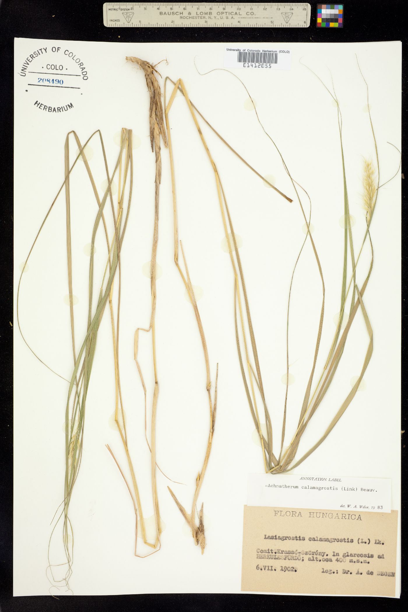 Achnatherum calamagrostis image