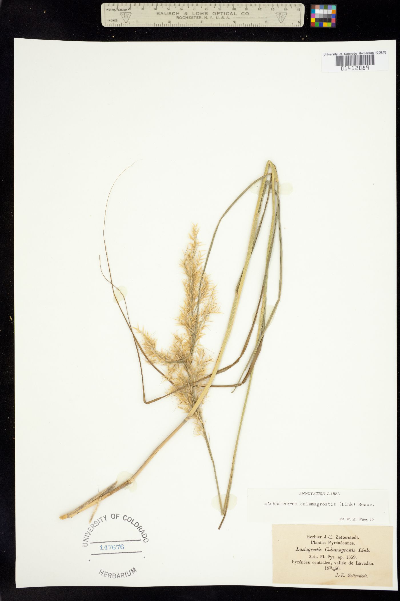 Achnatherum calamagrostis image