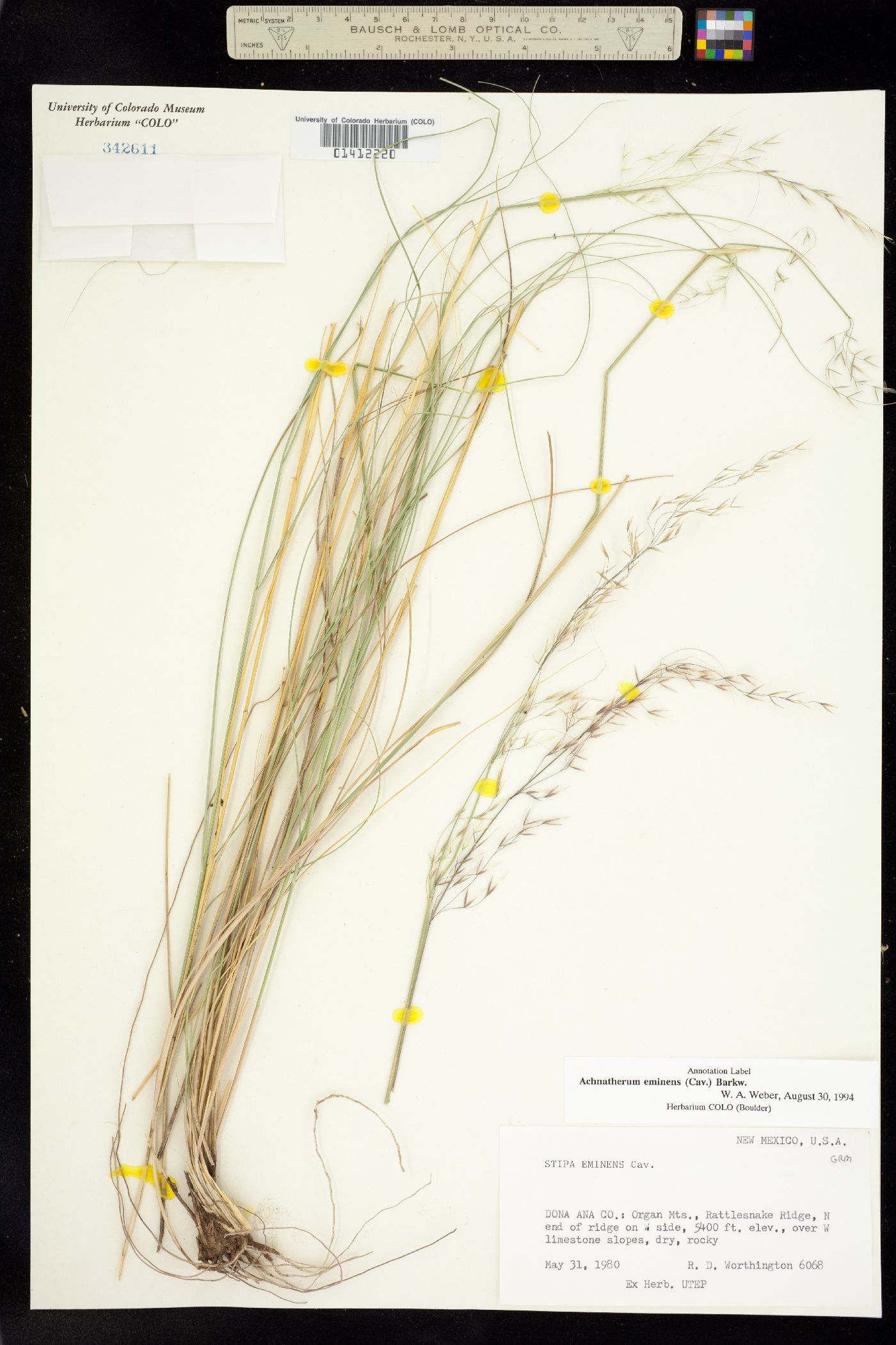 Achnatherum eminens image