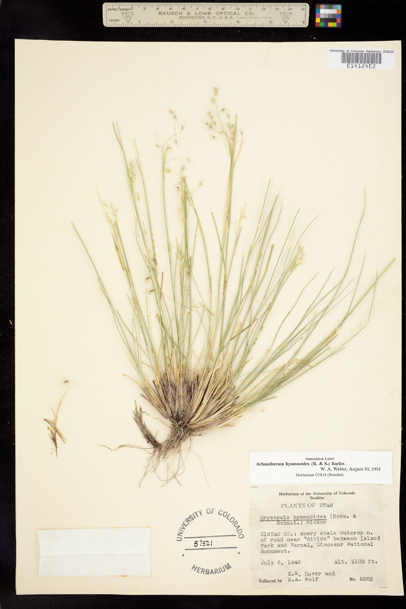Achnatherum hymenoides image