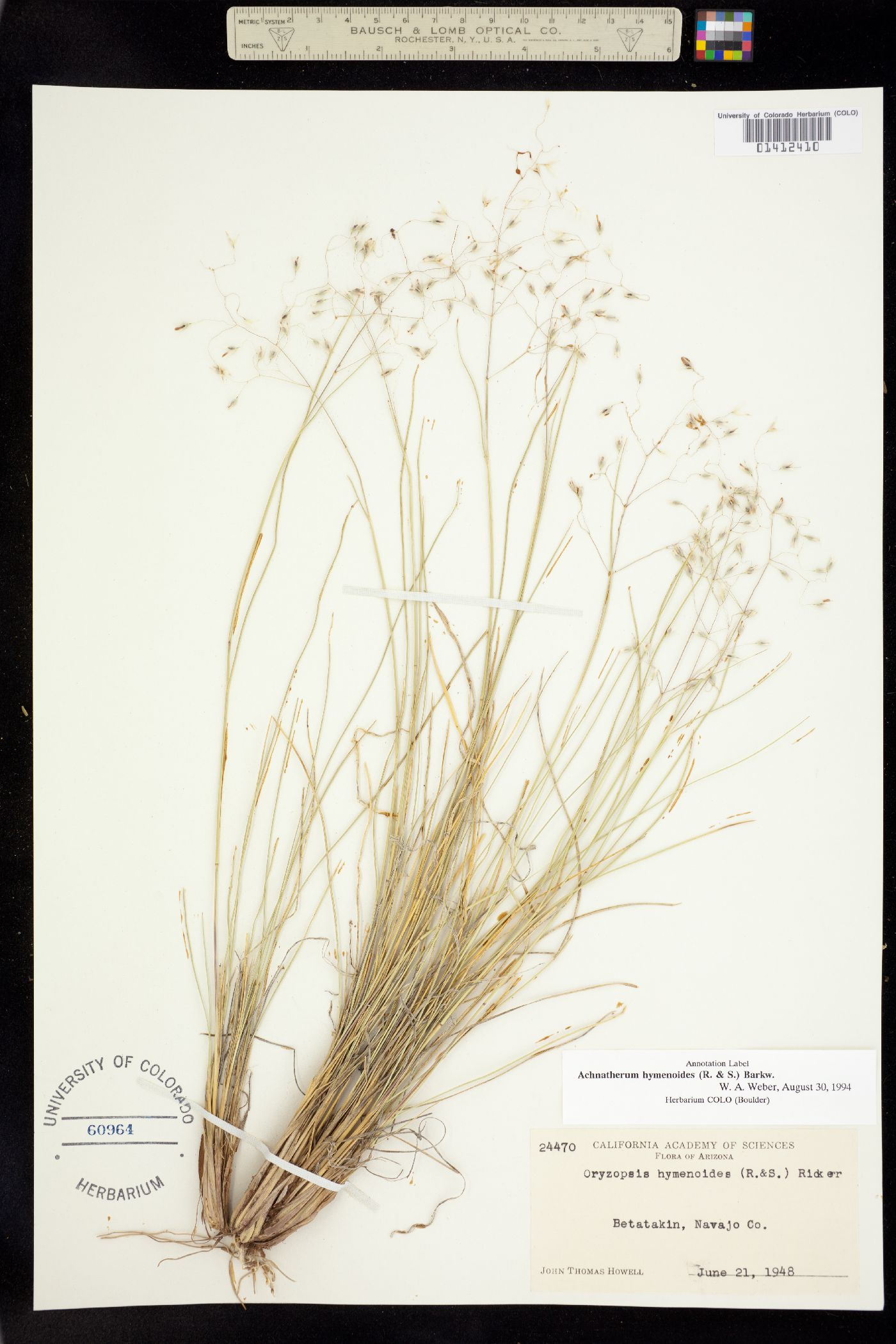 Achnatherum hymenoides image