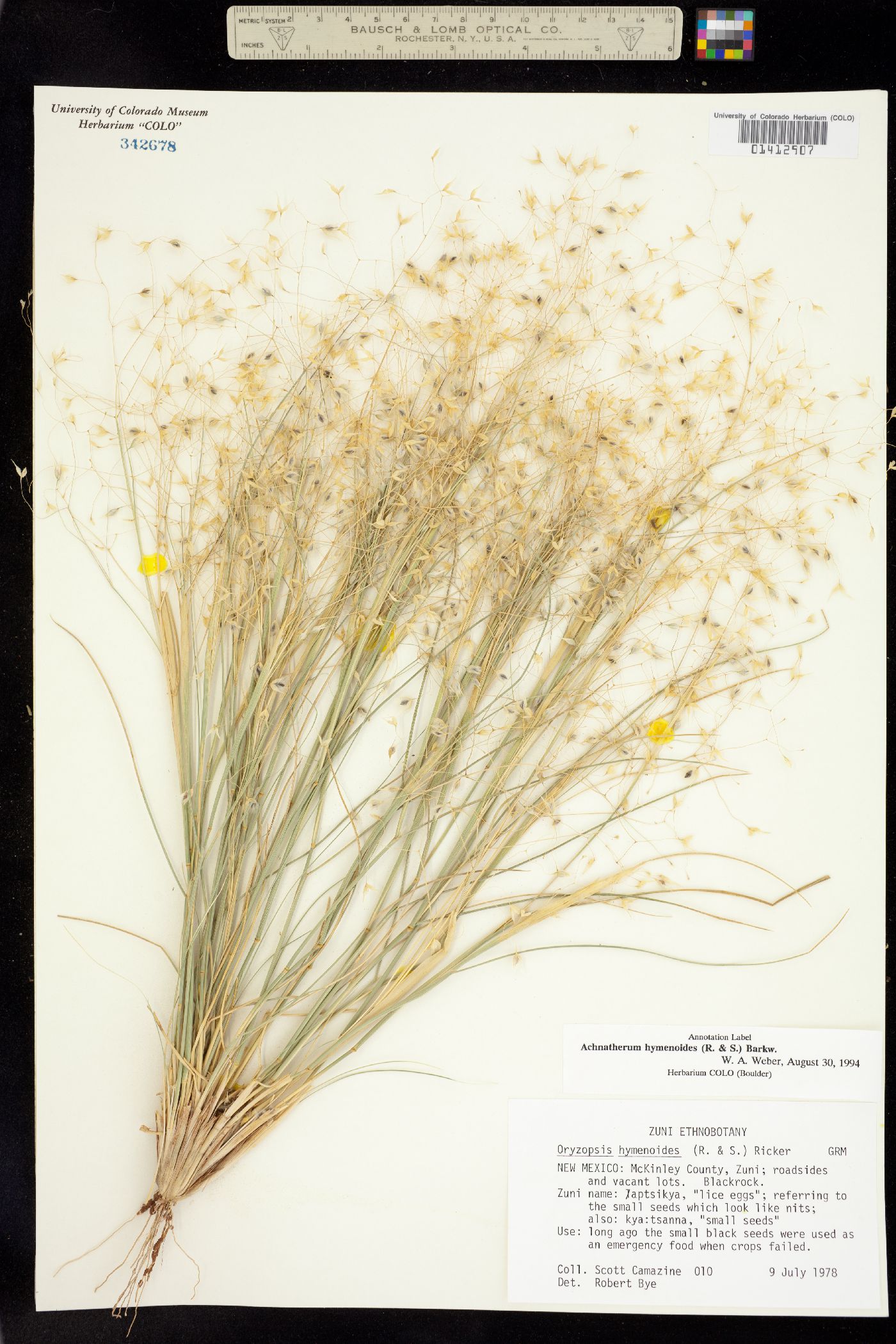 Achnatherum image