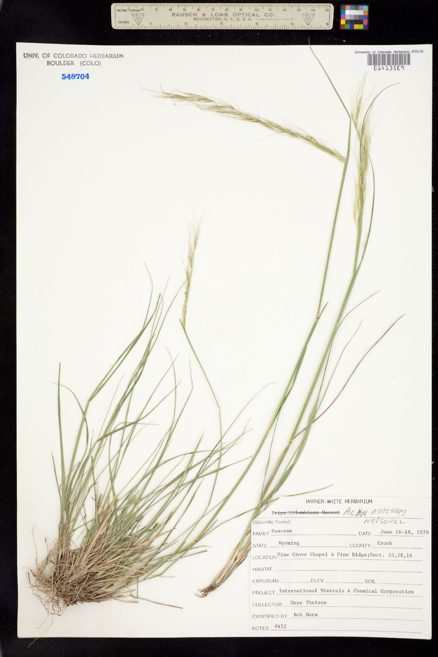 Achnatherum image
