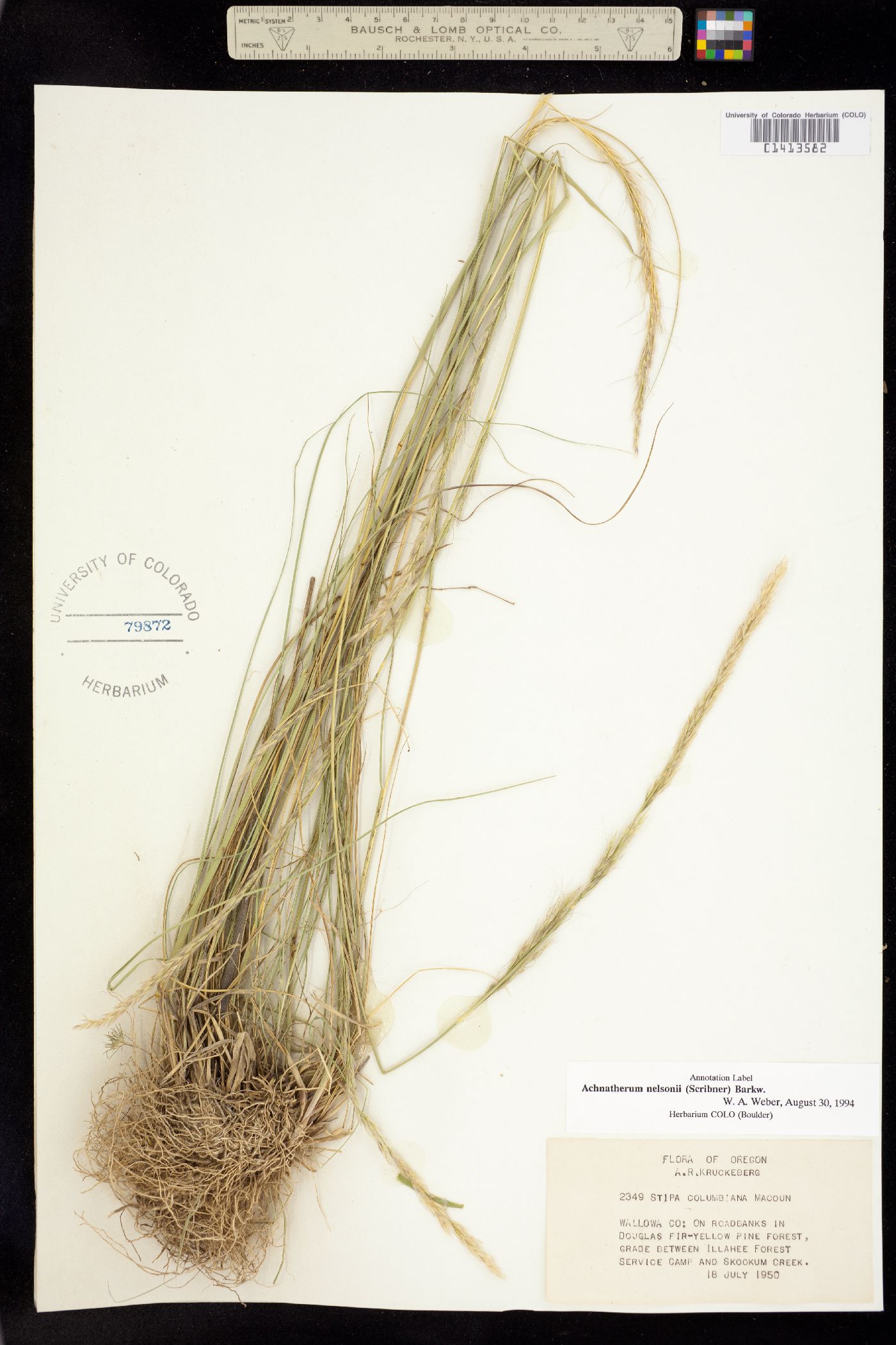 Achnatherum nelsonii image