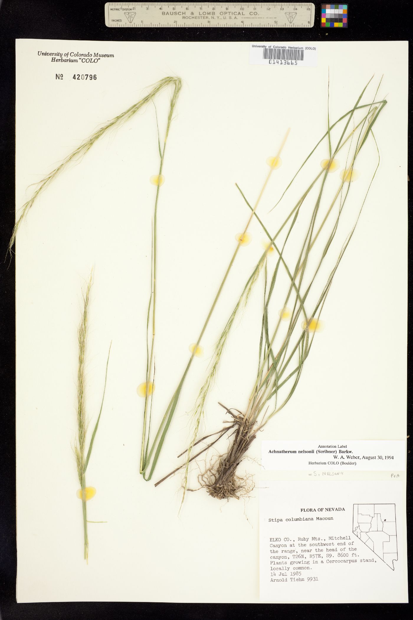 Achnatherum image