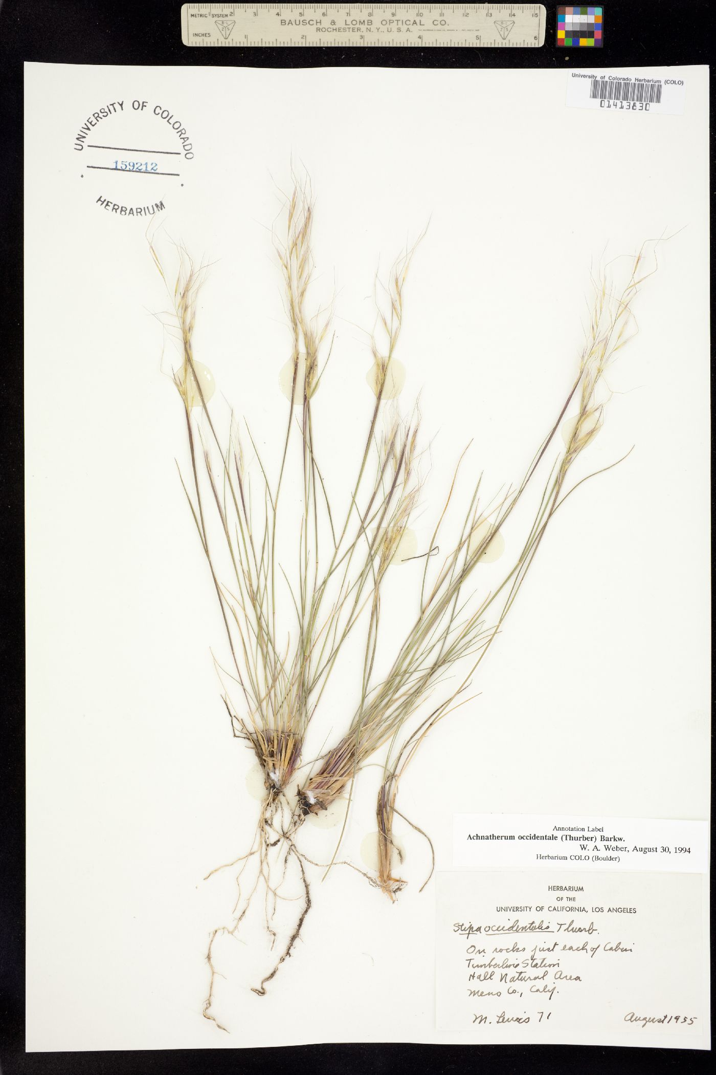 Achnatherum occidentale image