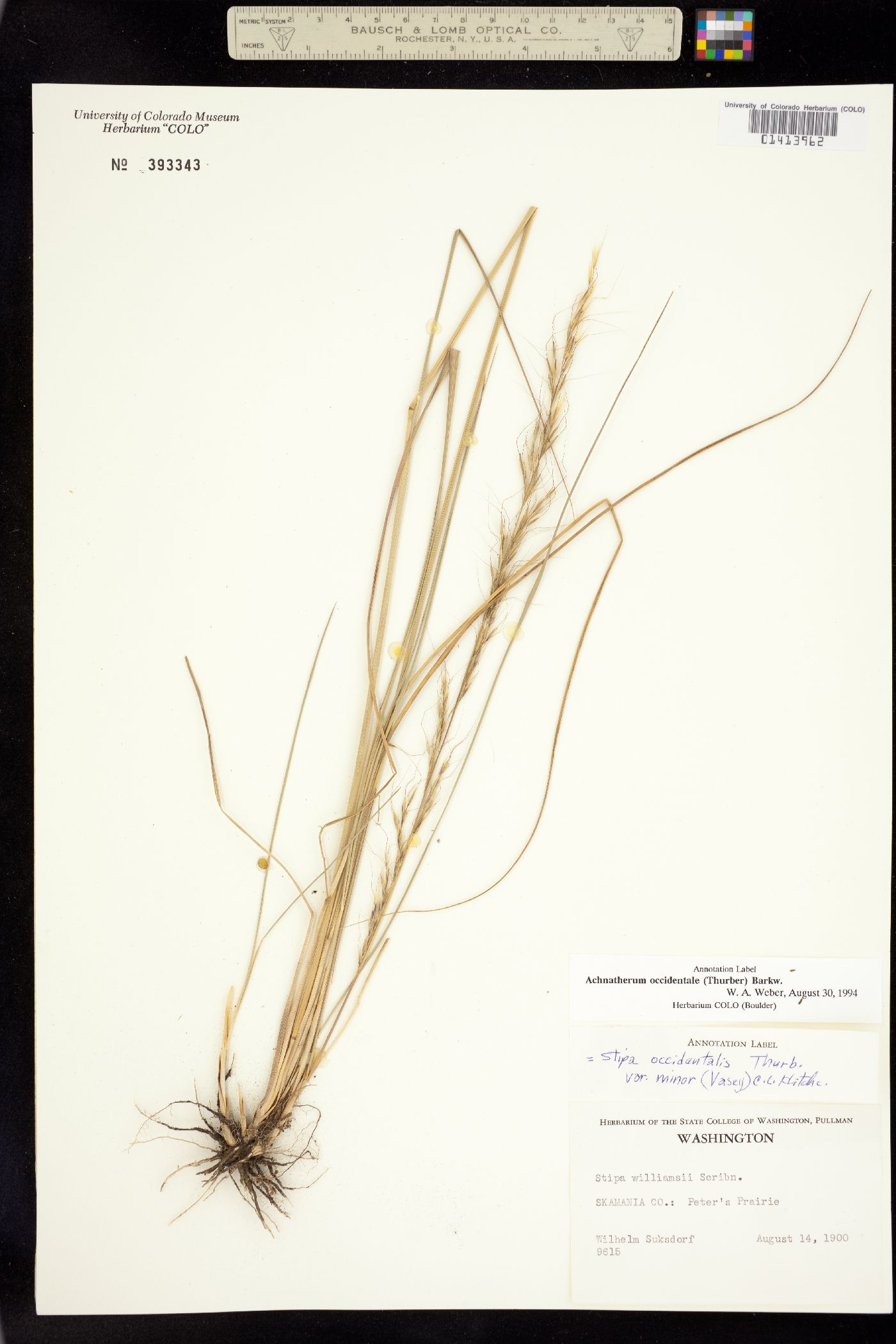 Achnatherum occidentale image