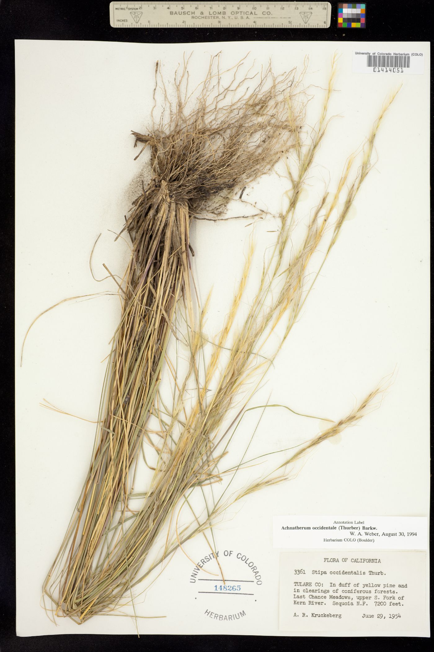 Achnatherum occidentale image