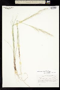 Achnatherum occidentale subsp. pubescens image
