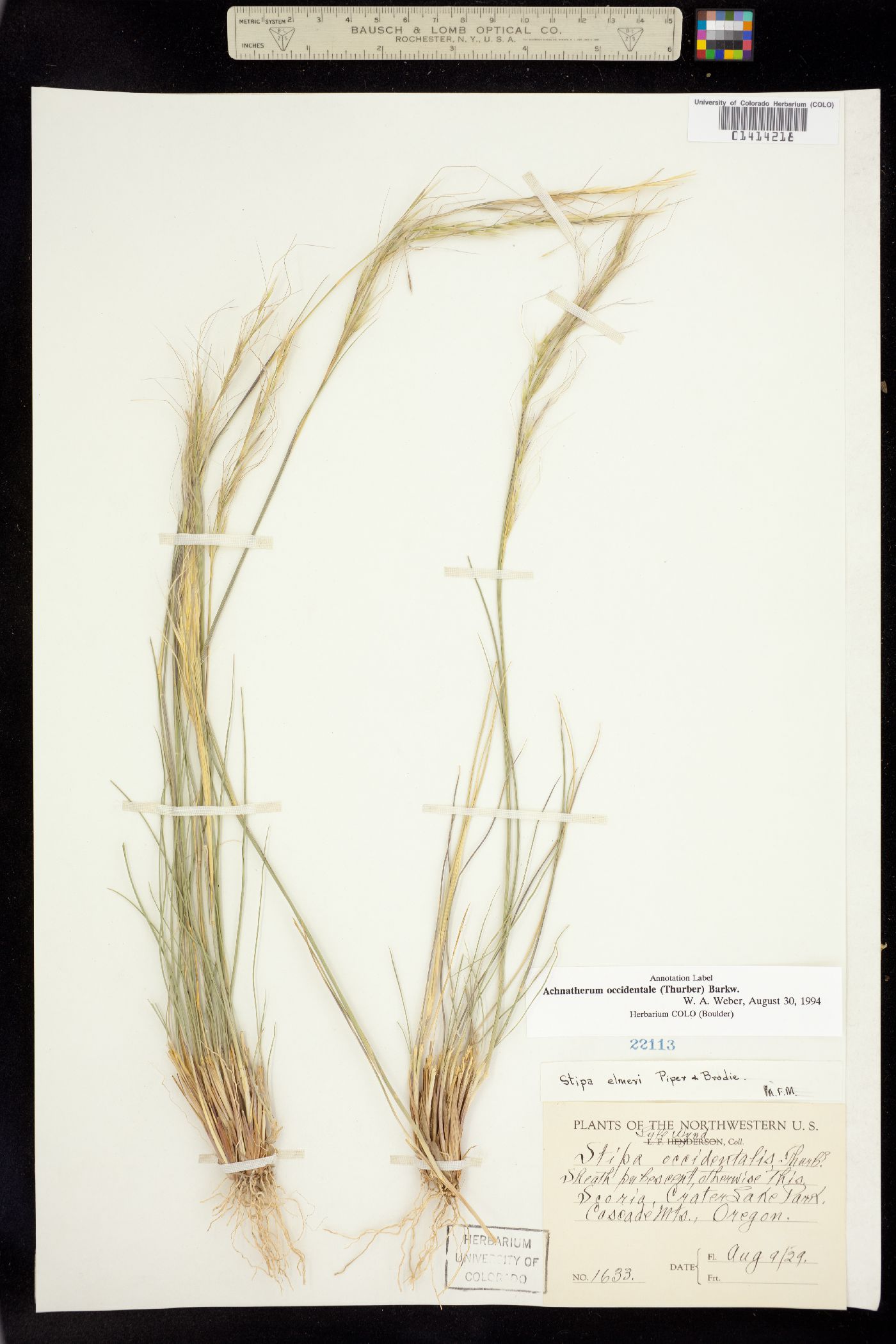 Achnatherum occidentale ssp. pubescens image