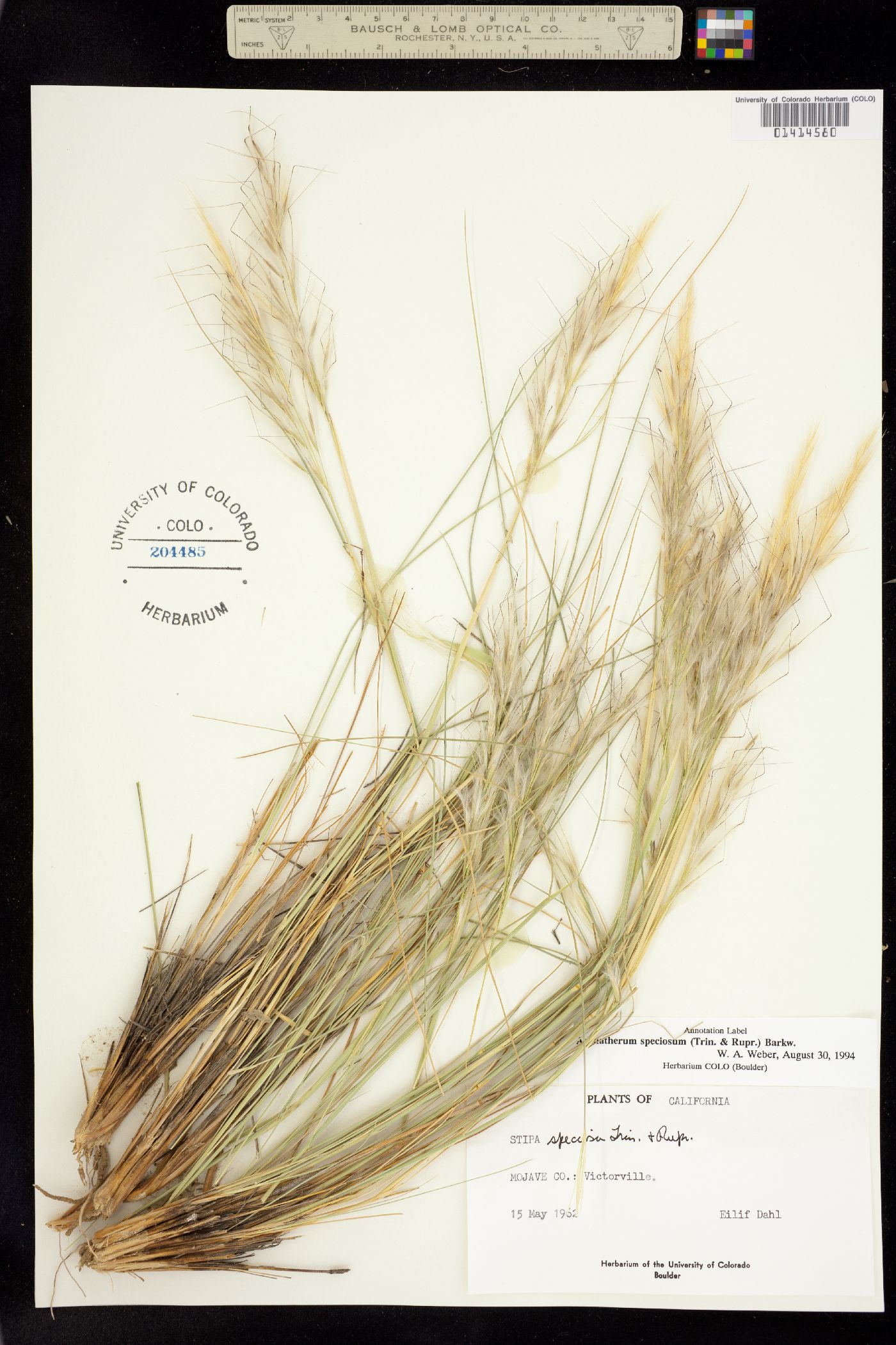 Pappostipa image