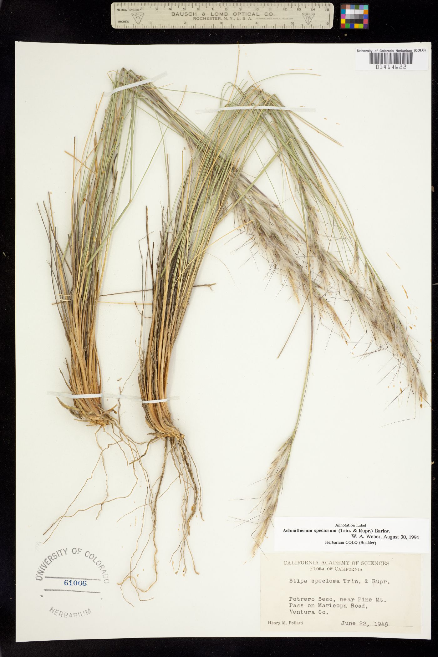 Pappostipa speciosa image