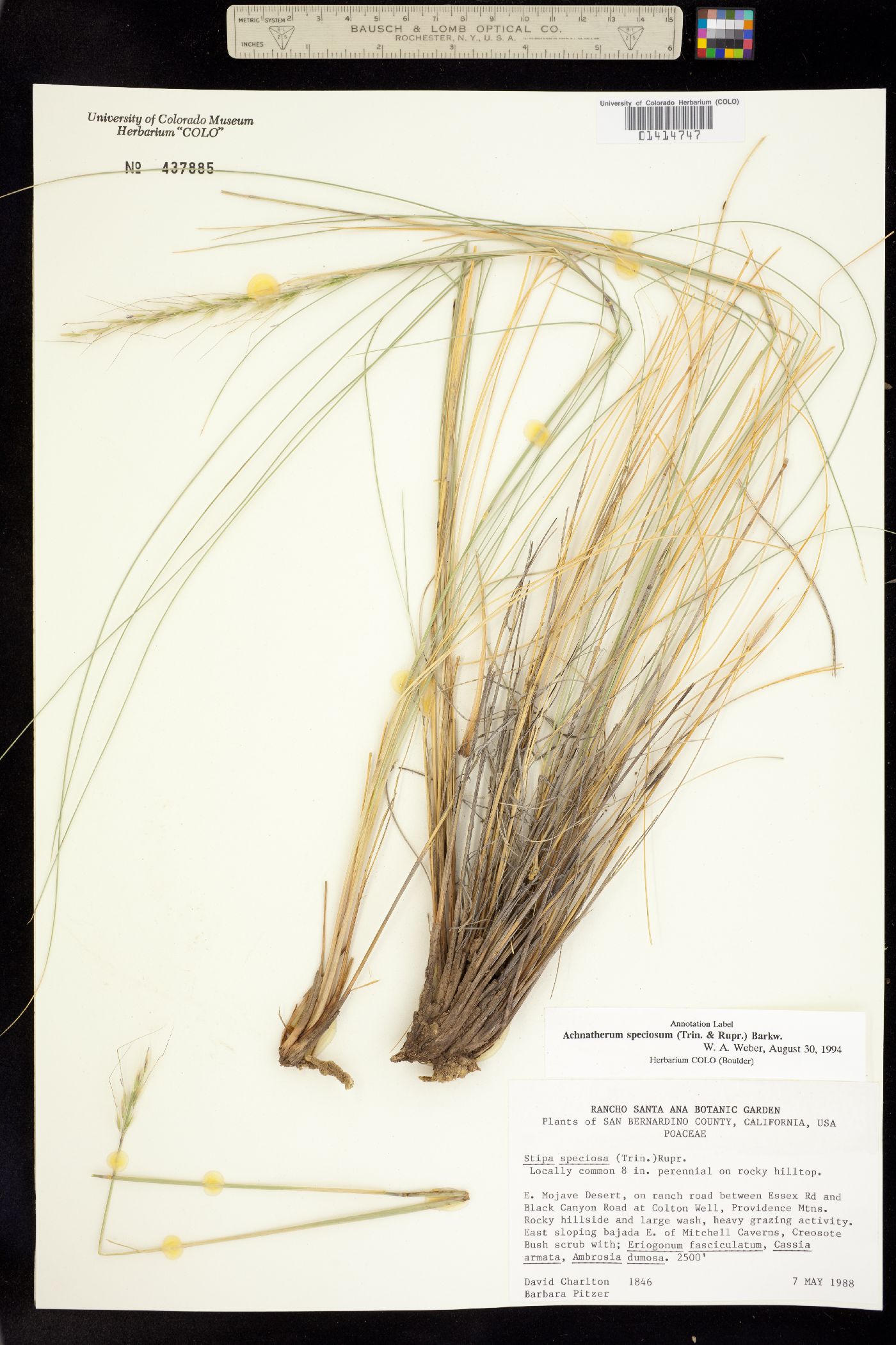 Pappostipa speciosa image