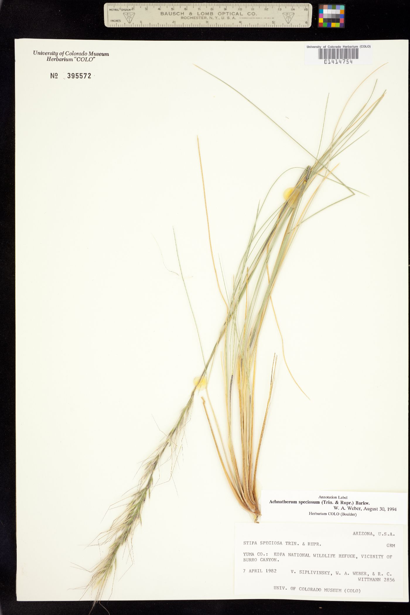 Pappostipa speciosa image