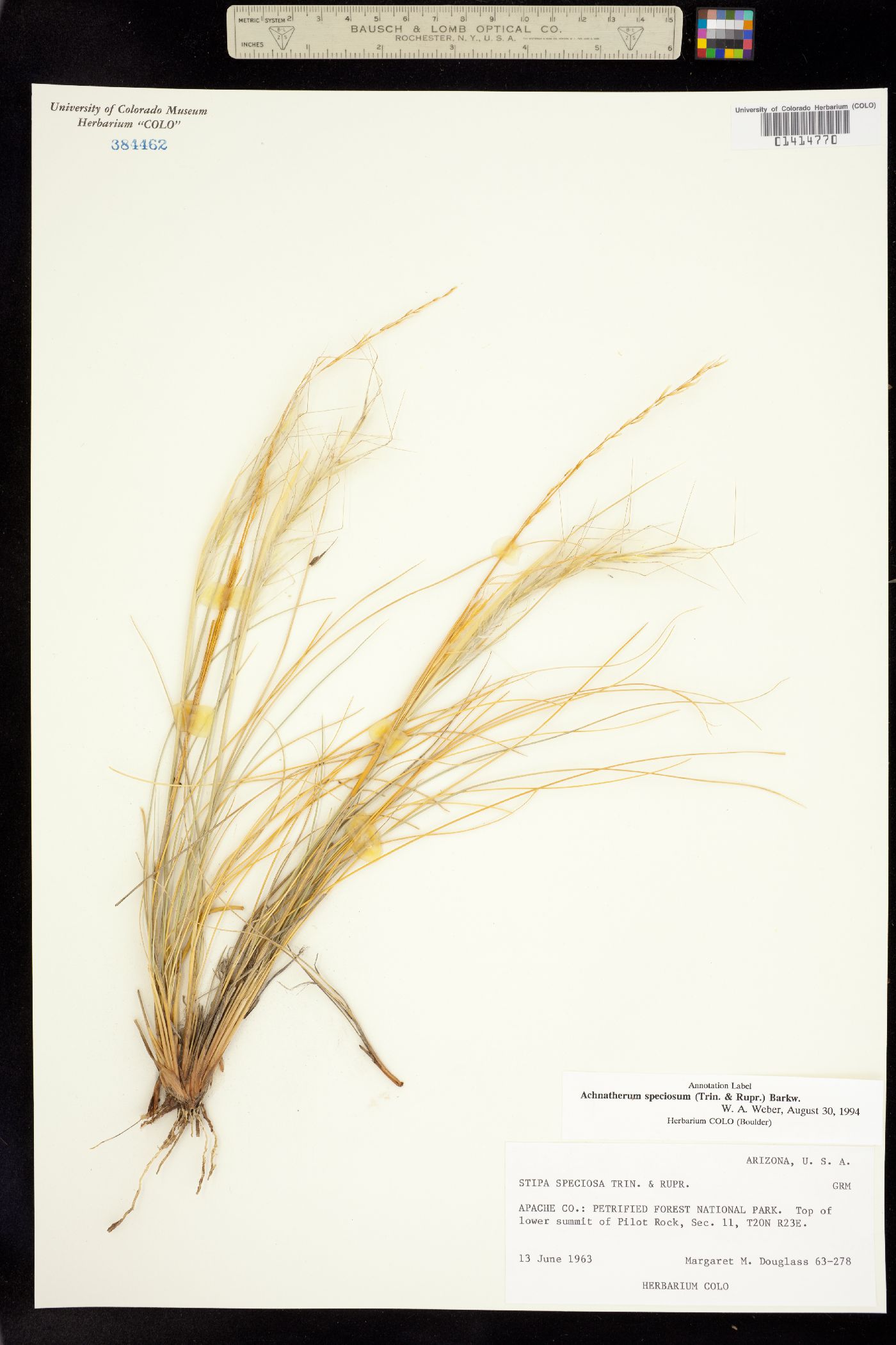 Achnatherum image