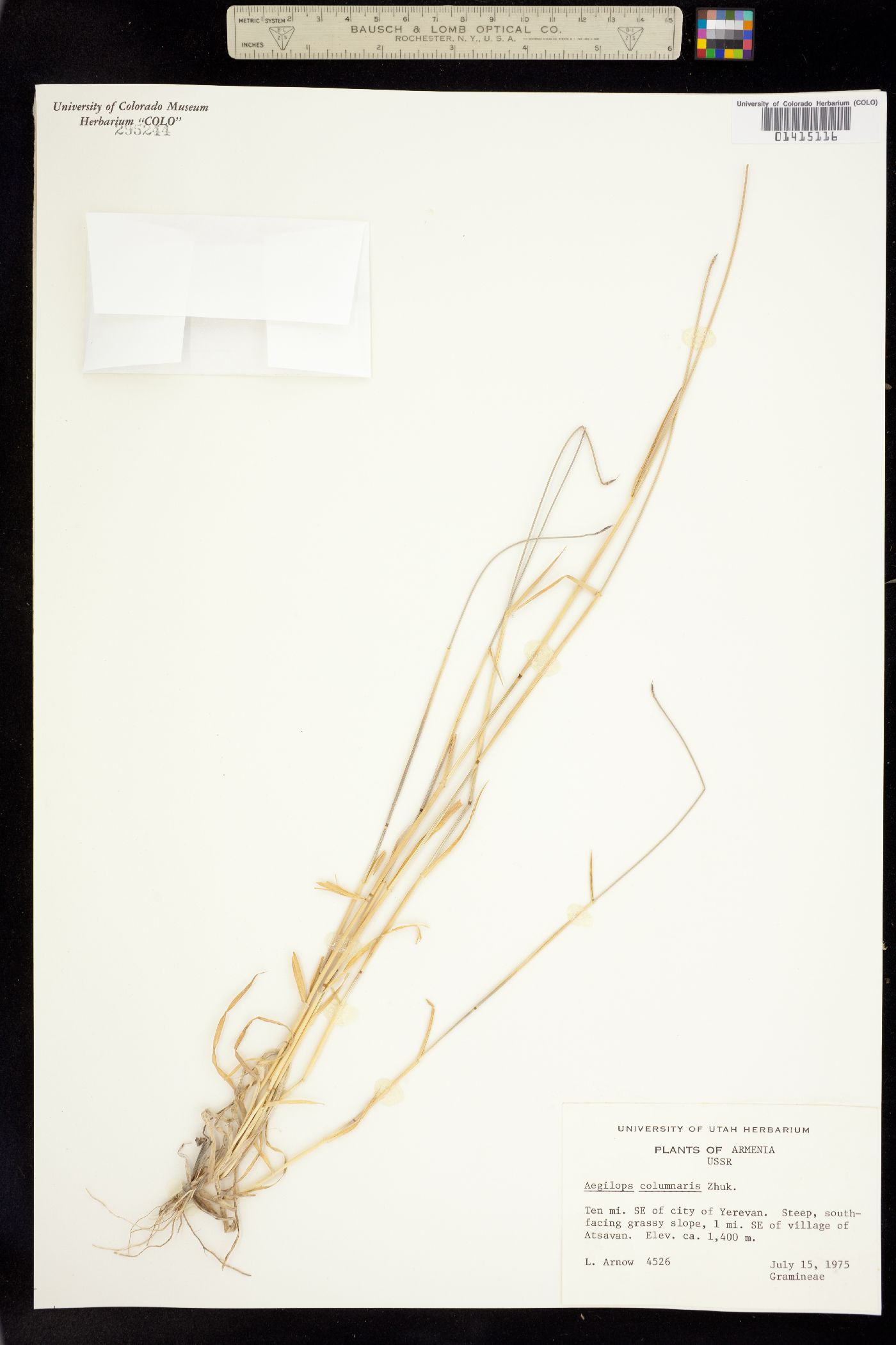 Aegilops columnaris image