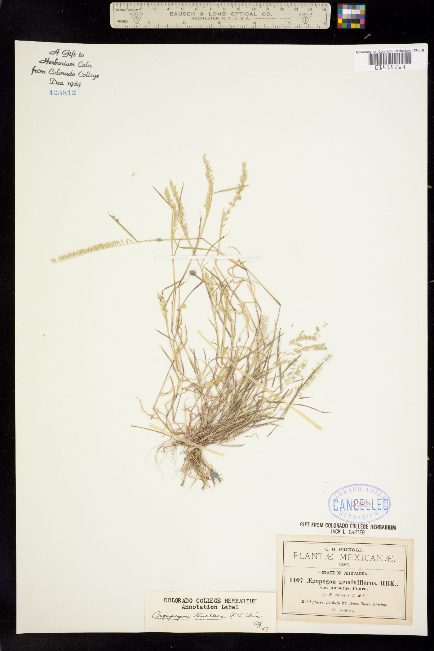 Muhlenbergia uniseta image