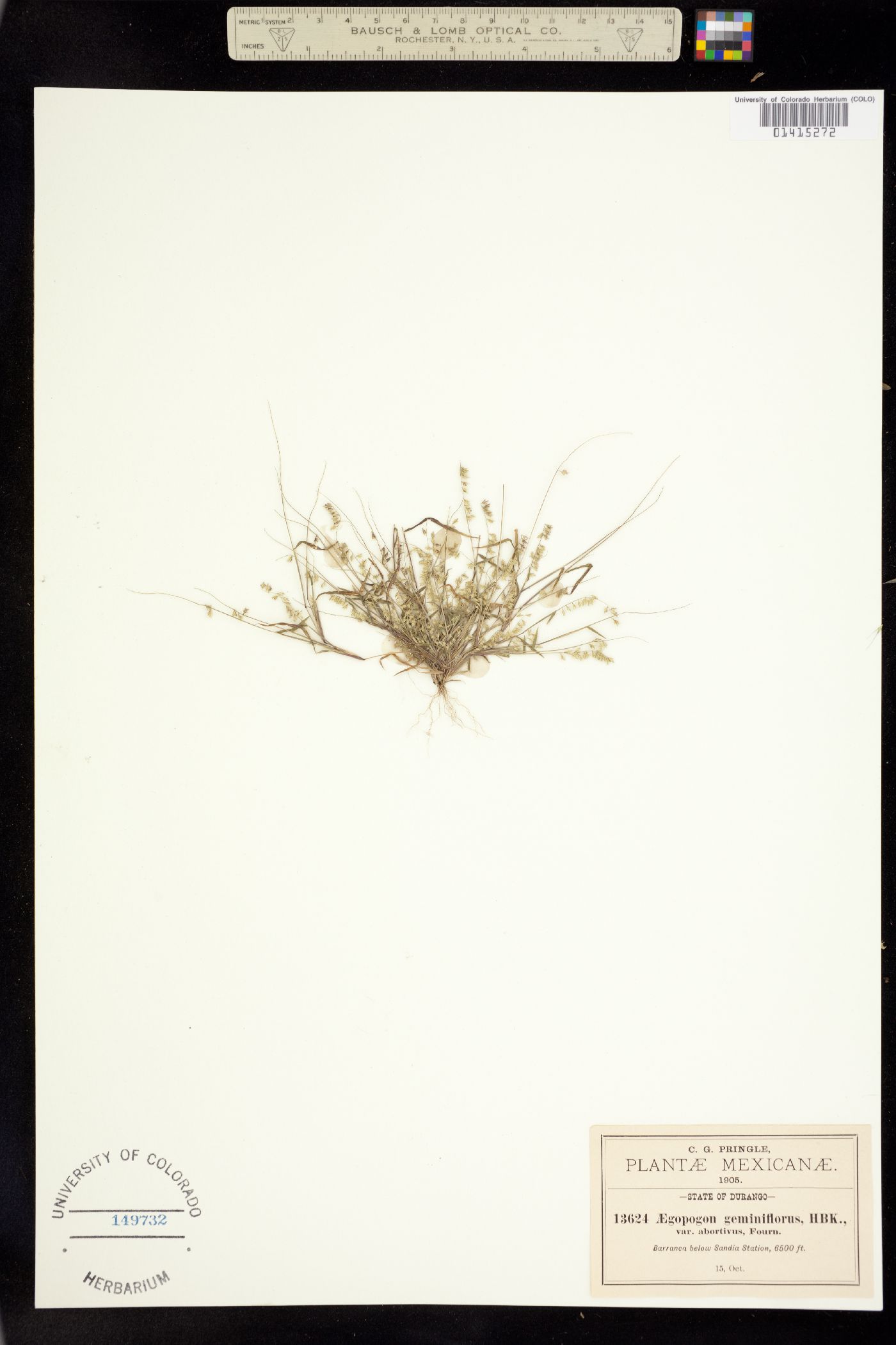 Muhlenbergia uniseta image