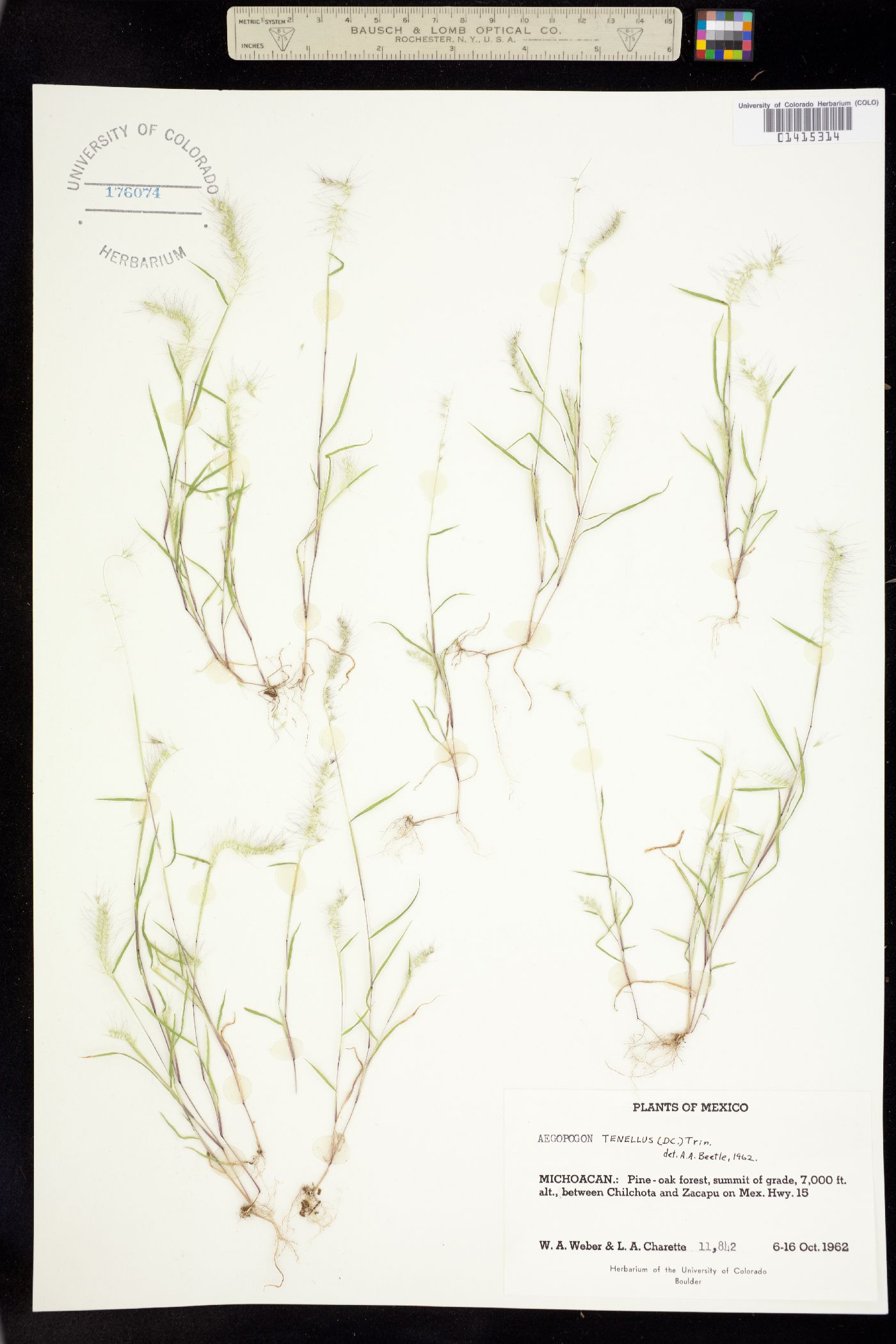 Muhlenbergia uniseta image