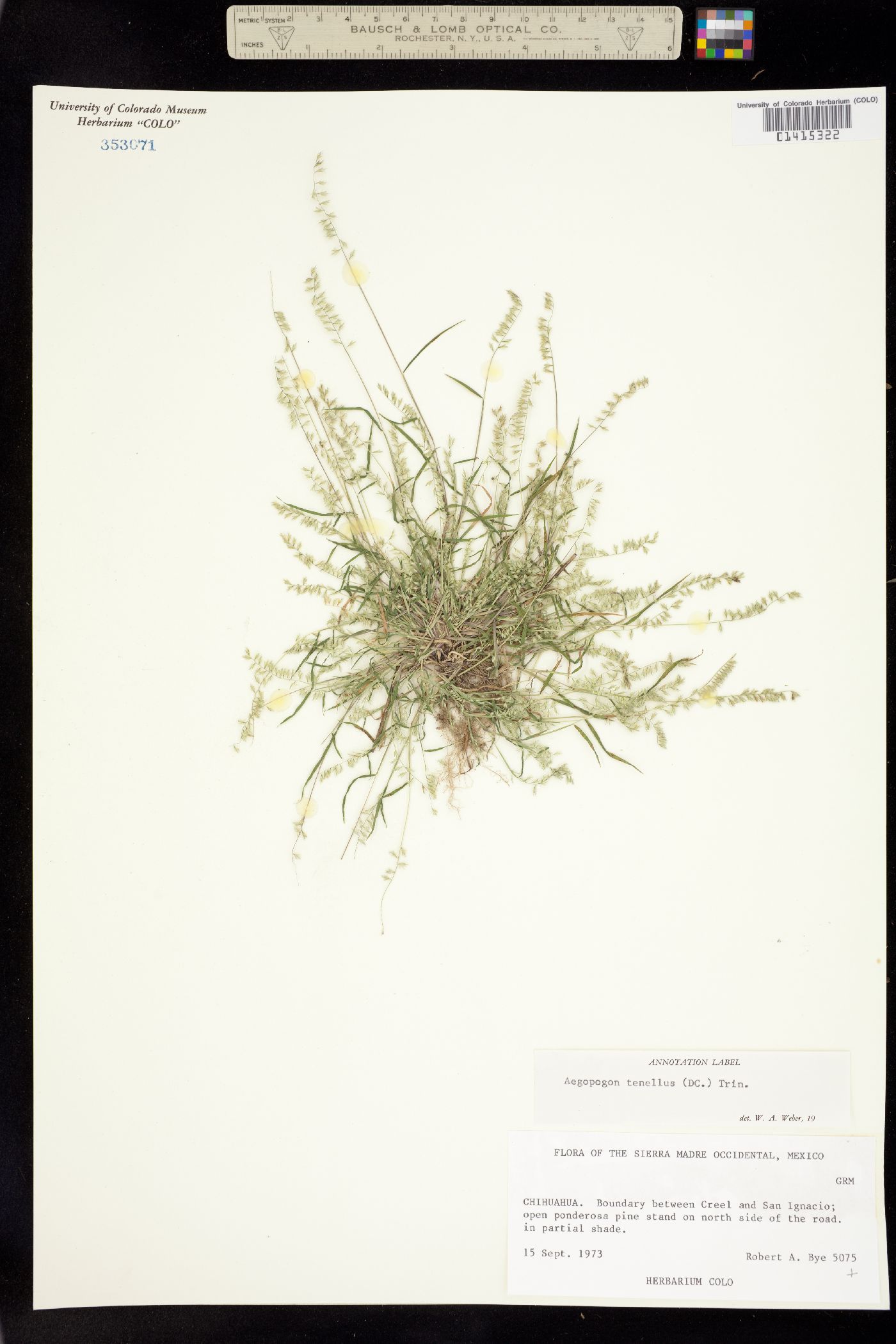 Muhlenbergia uniseta image