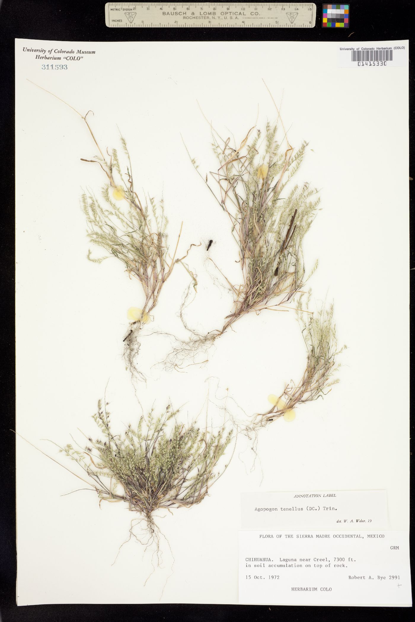 Muhlenbergia uniseta image