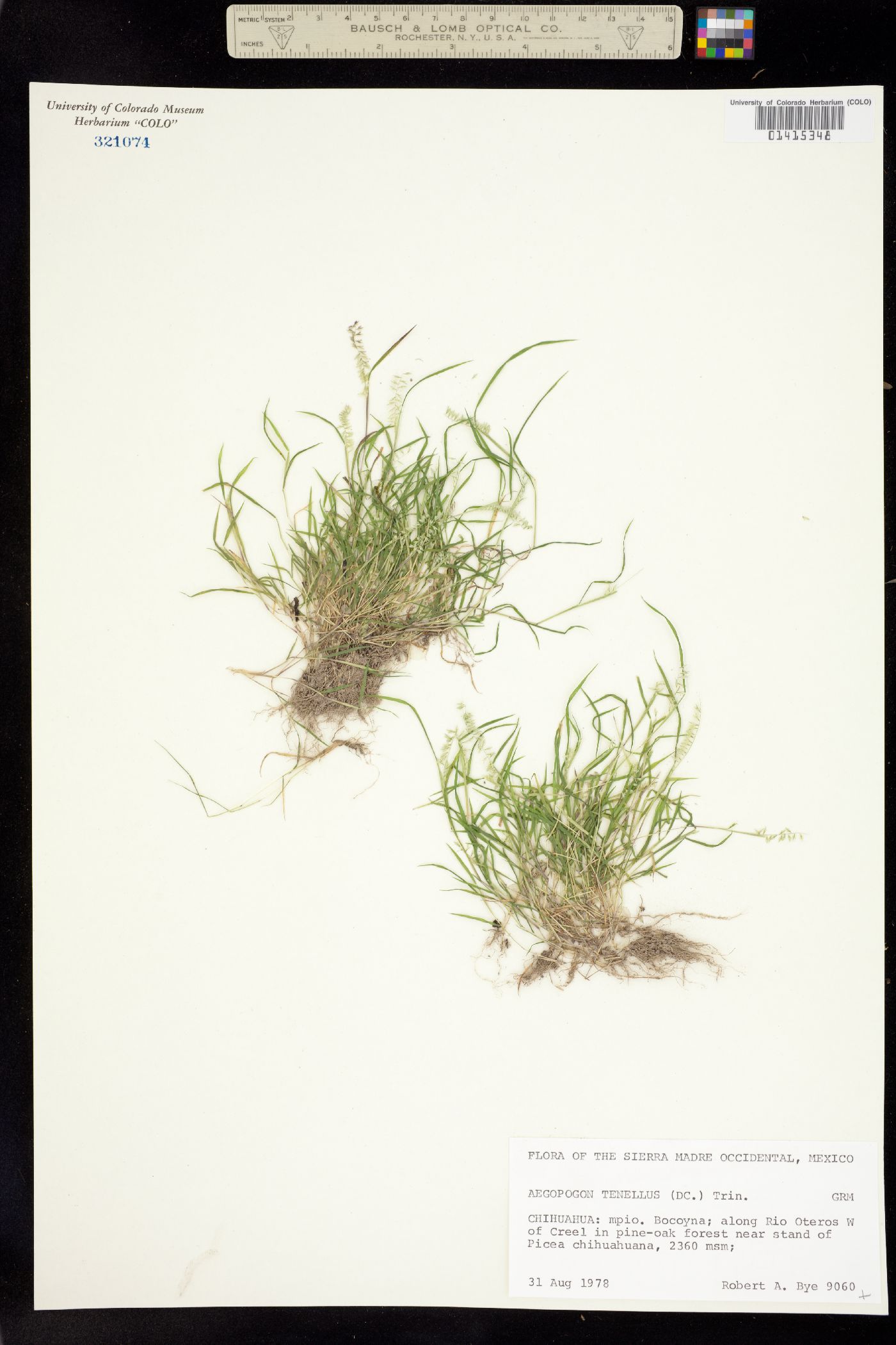 Muhlenbergia uniseta image