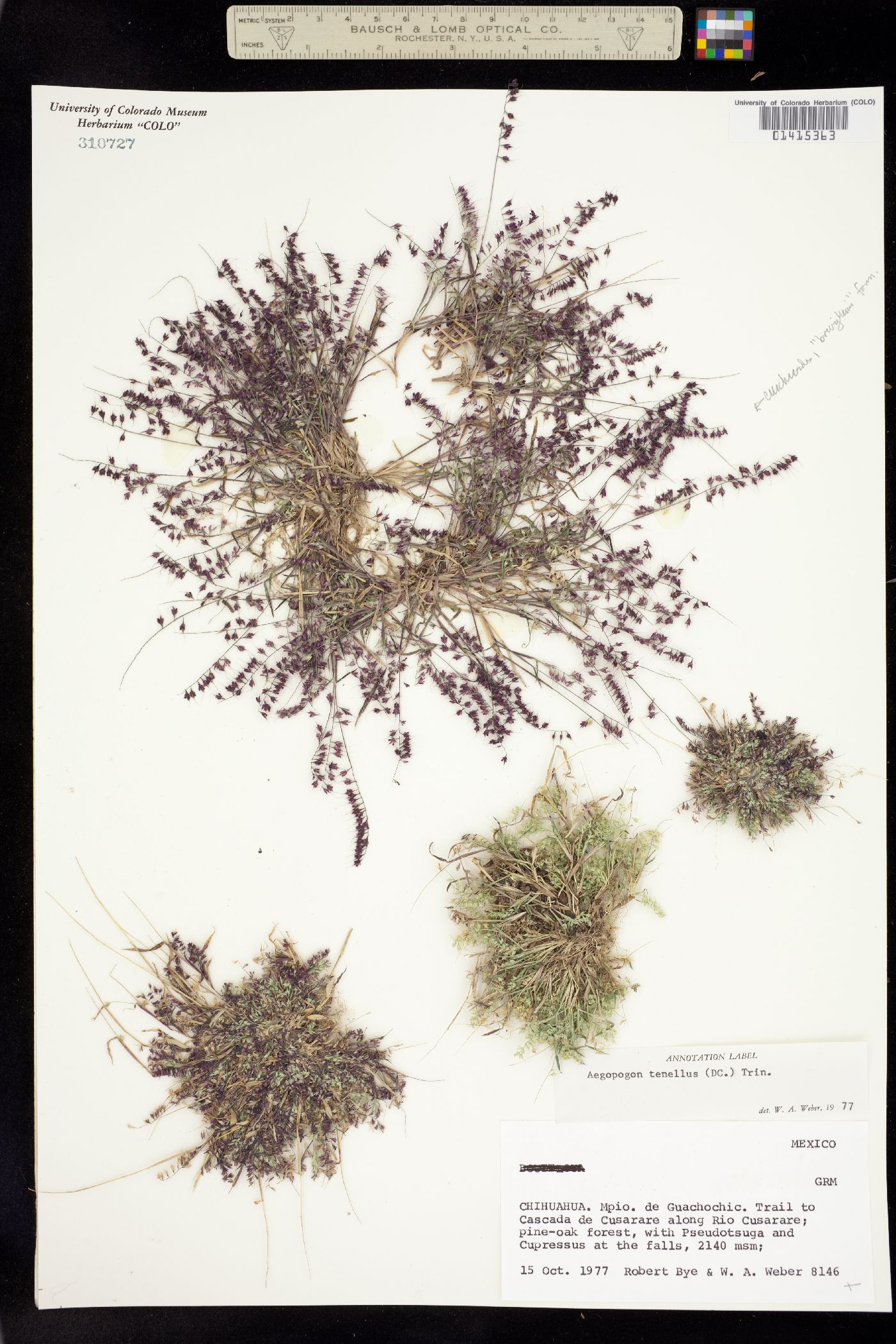 Muhlenbergia uniseta image