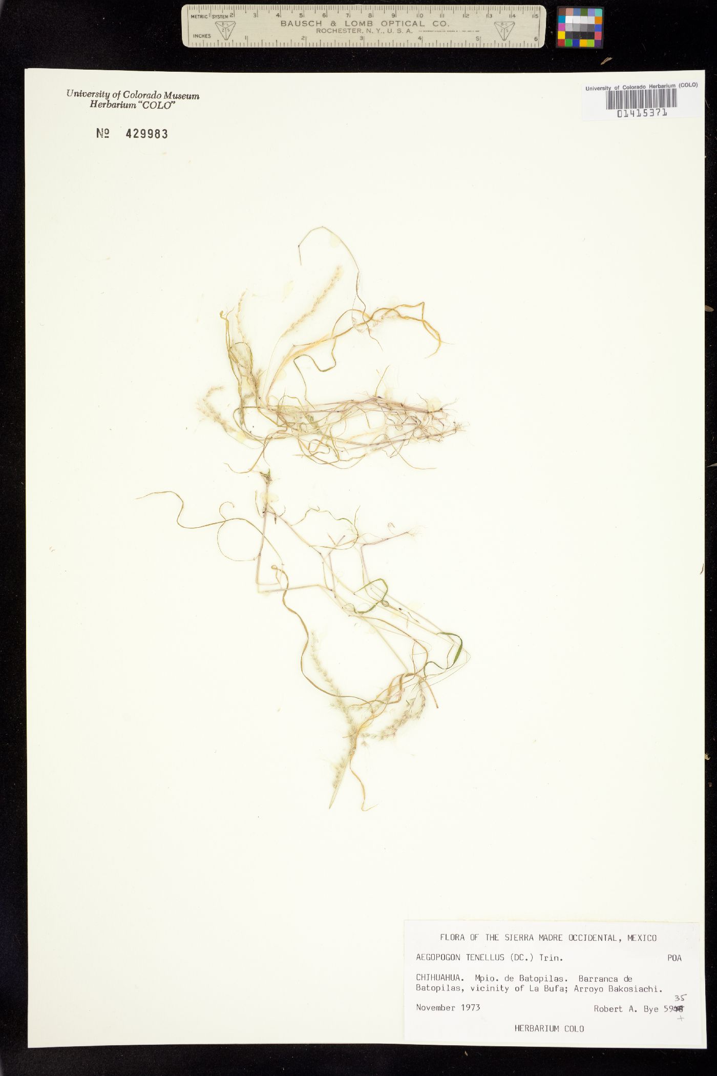 Muhlenbergia uniseta image