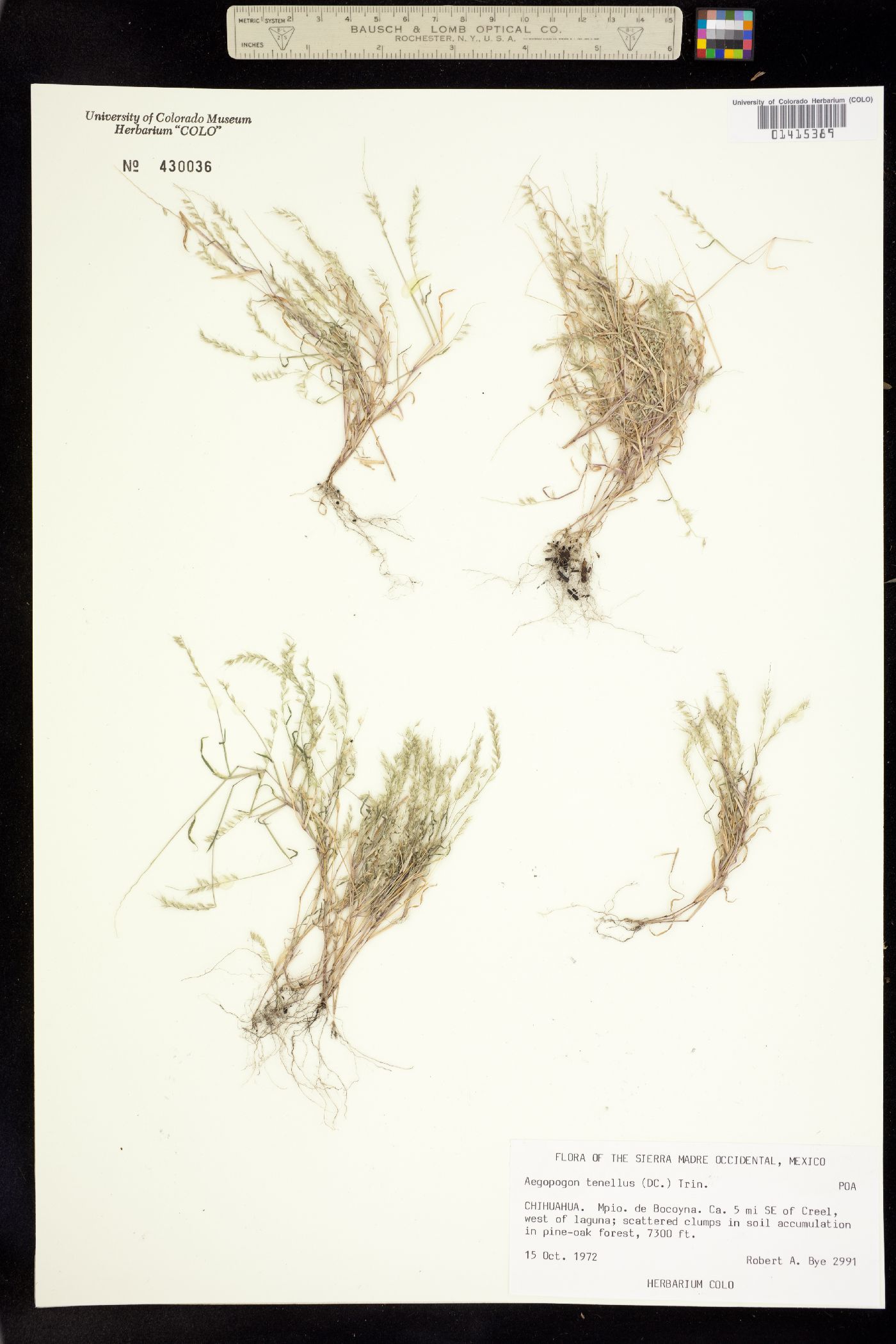 Muhlenbergia uniseta image