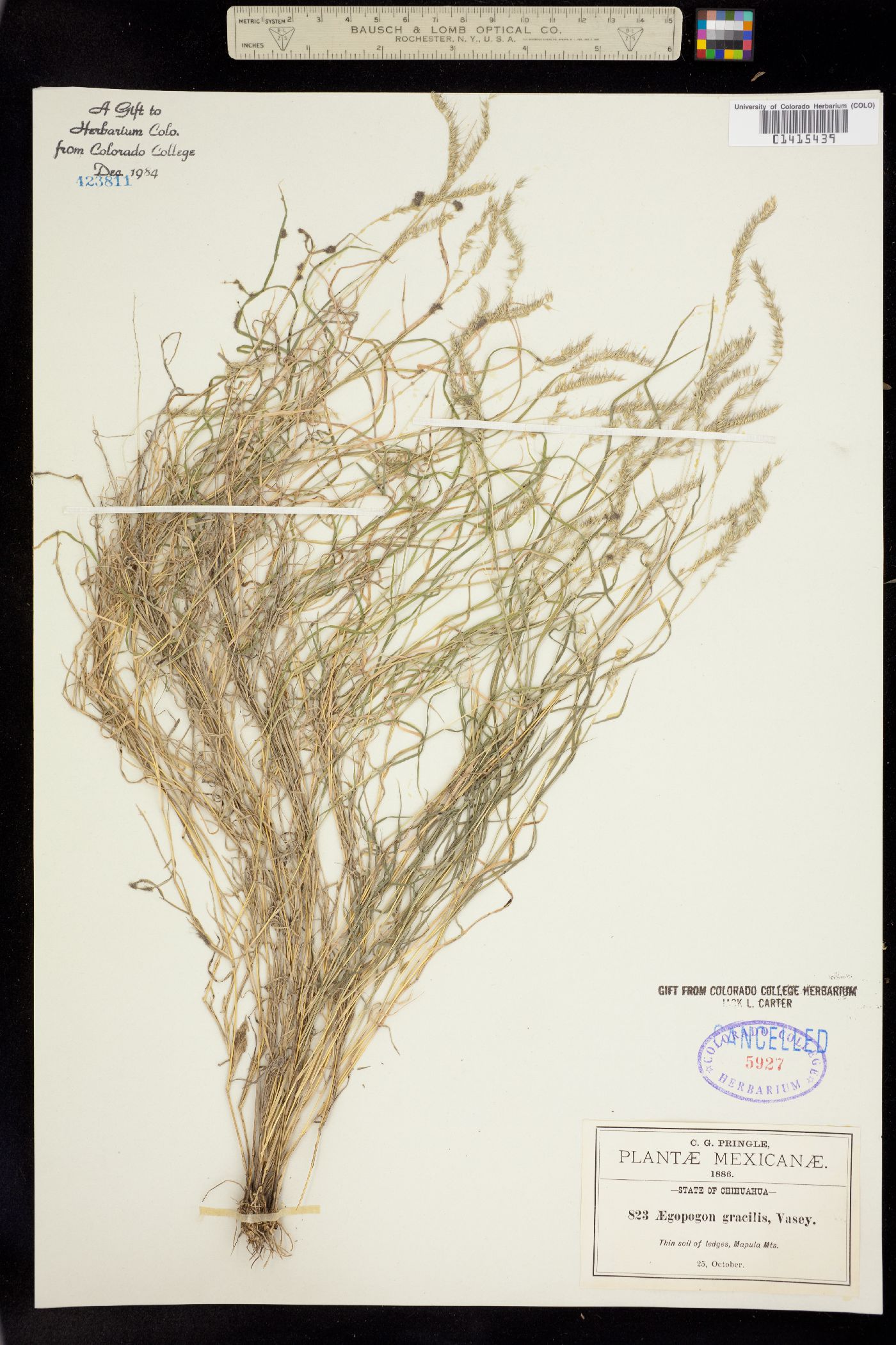 Muhlenbergia uniseta image