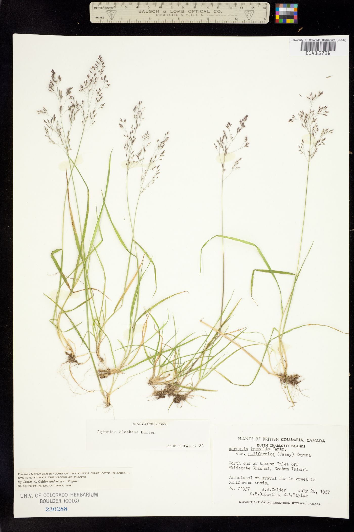 Agrostis exarata image