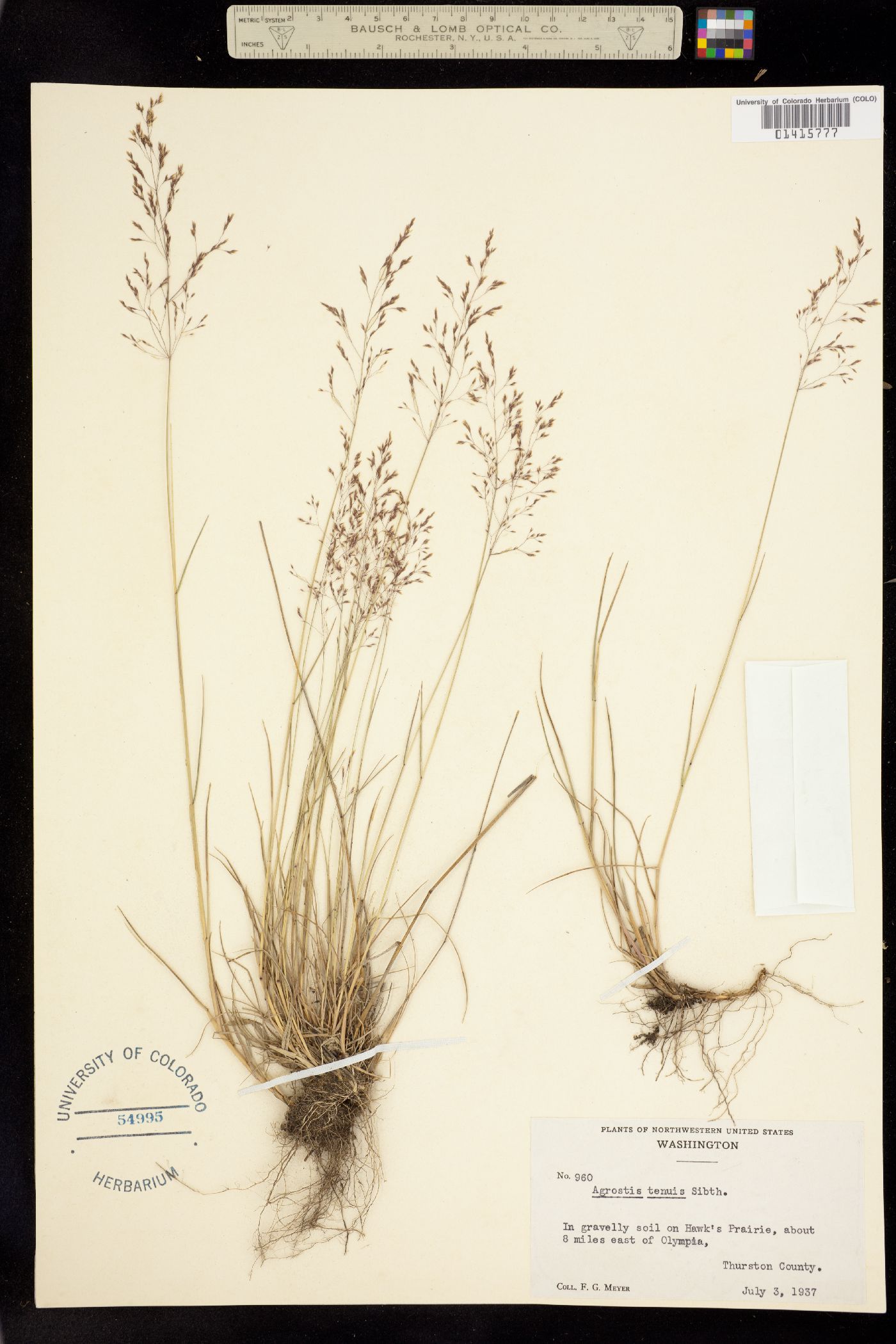 Agrostis capillaris image