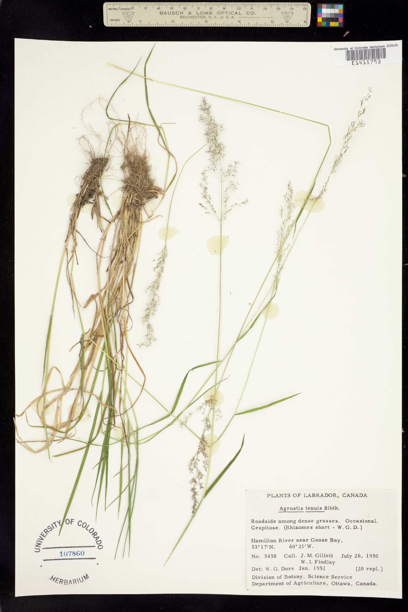 Agrostis capillaris image