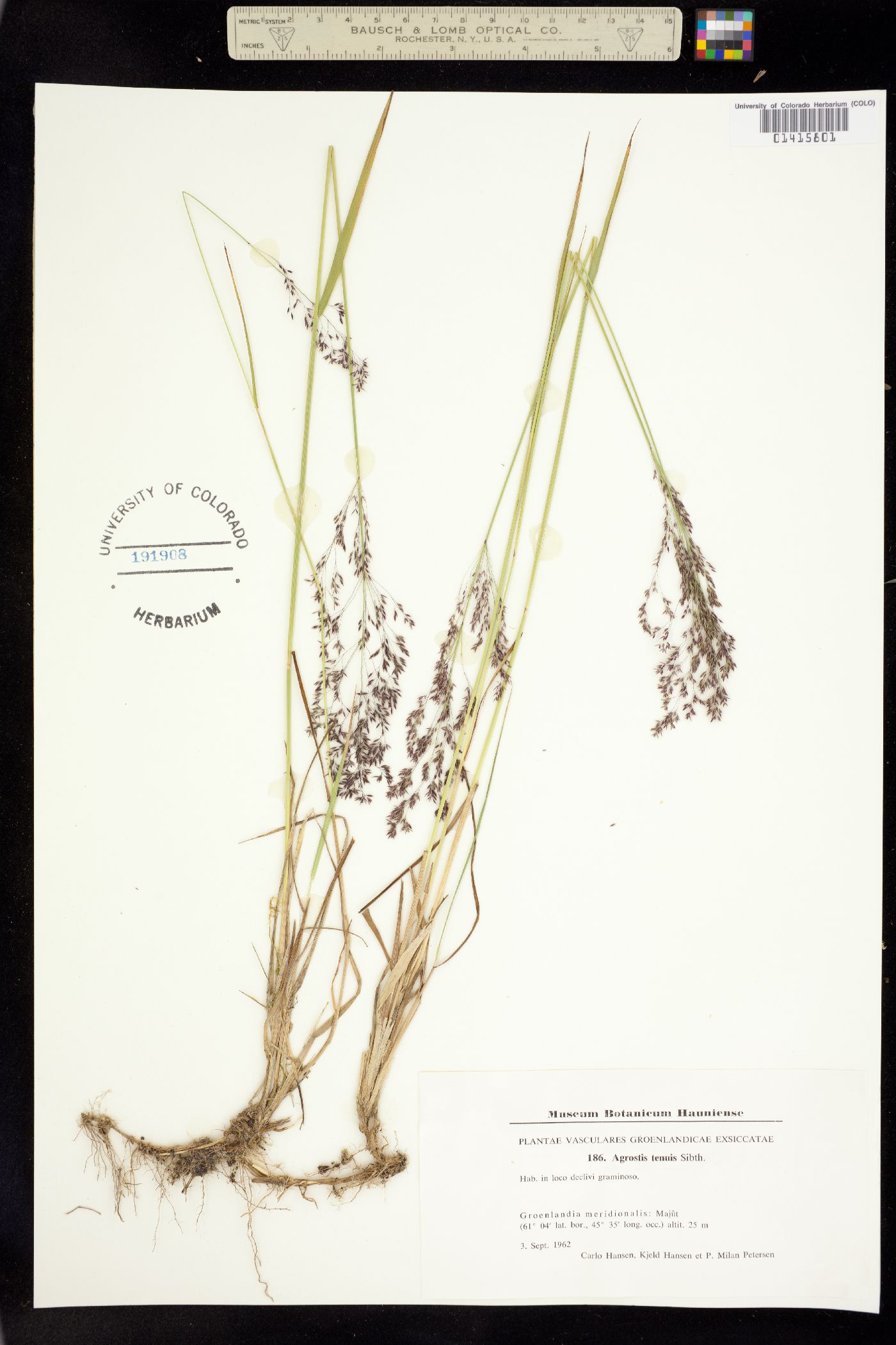 Agrostis capillaris image