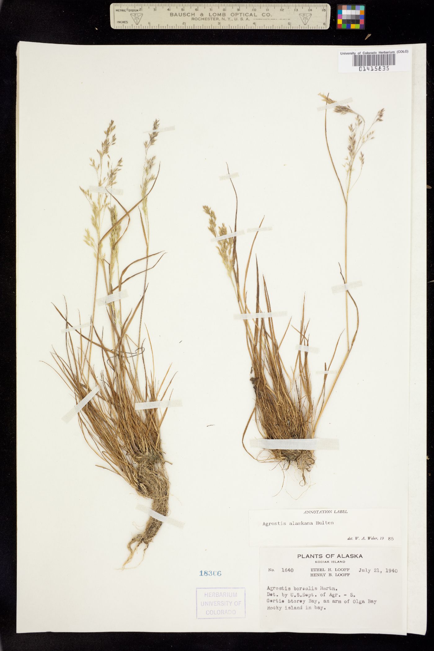 Agrostis exarata image